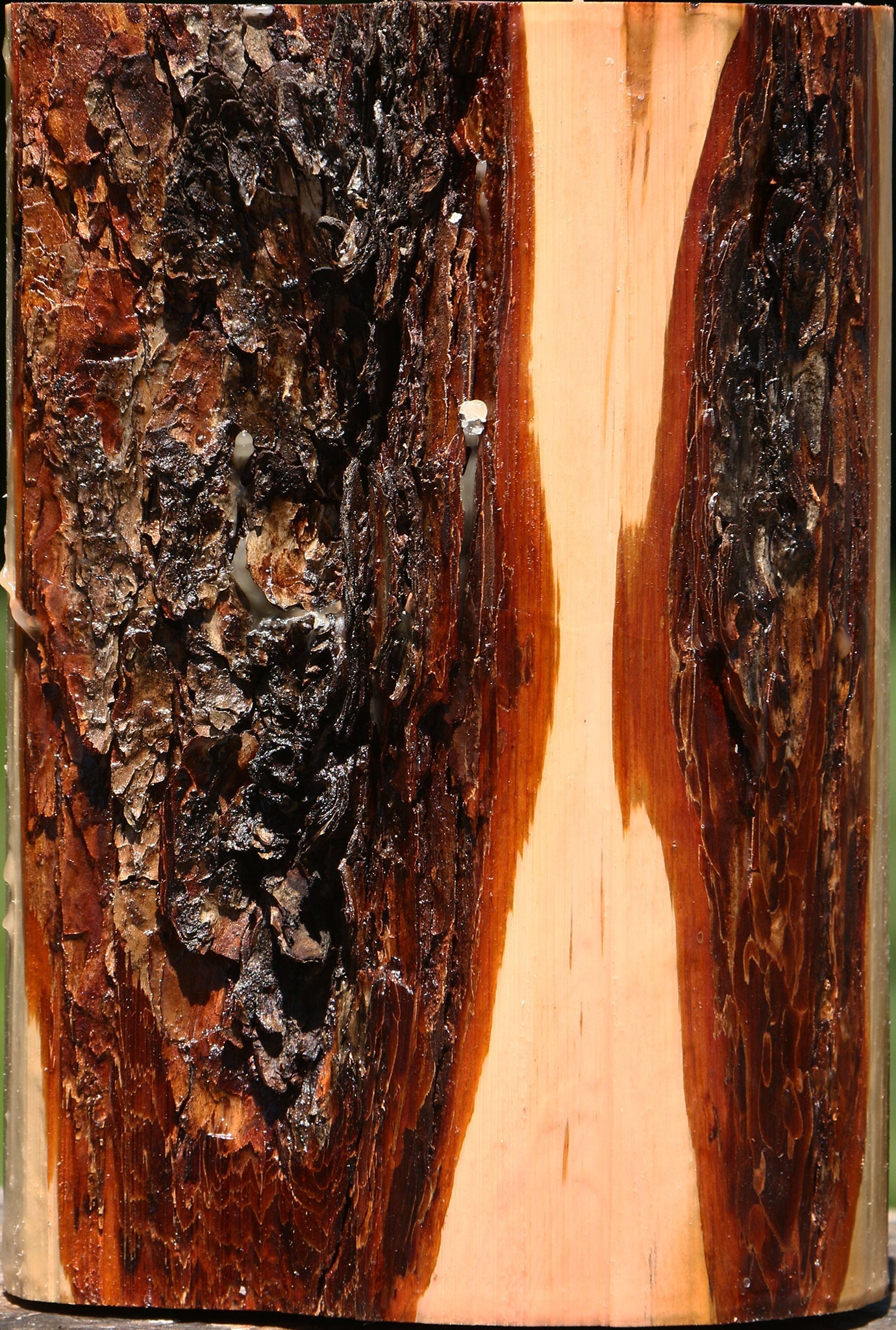 Oregon Ironwood Log
