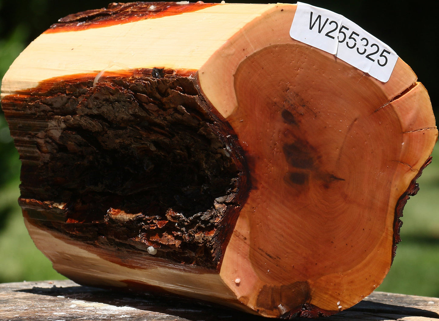 Oregon Ironwood Log