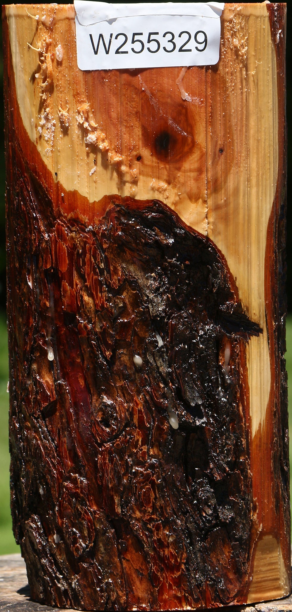 Oregon Ironwood Log