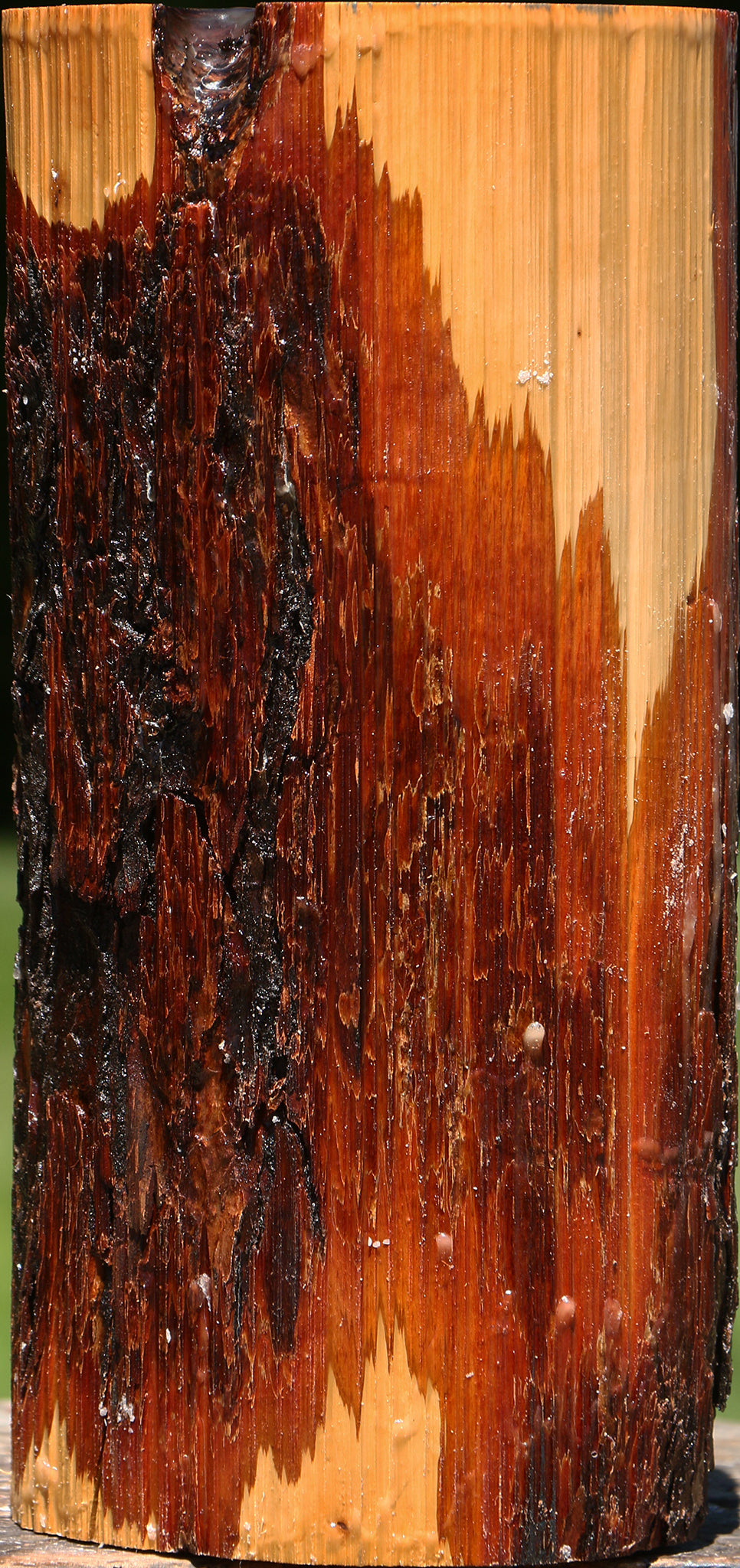 Oregon Ironwood Log