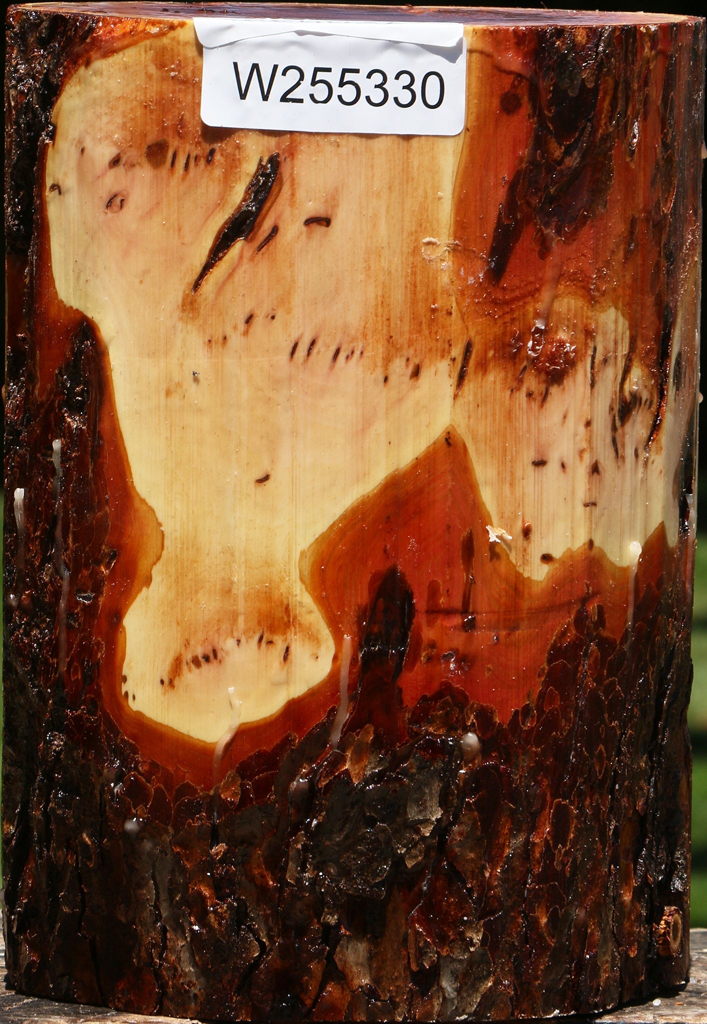 Oregon Ironwood Log