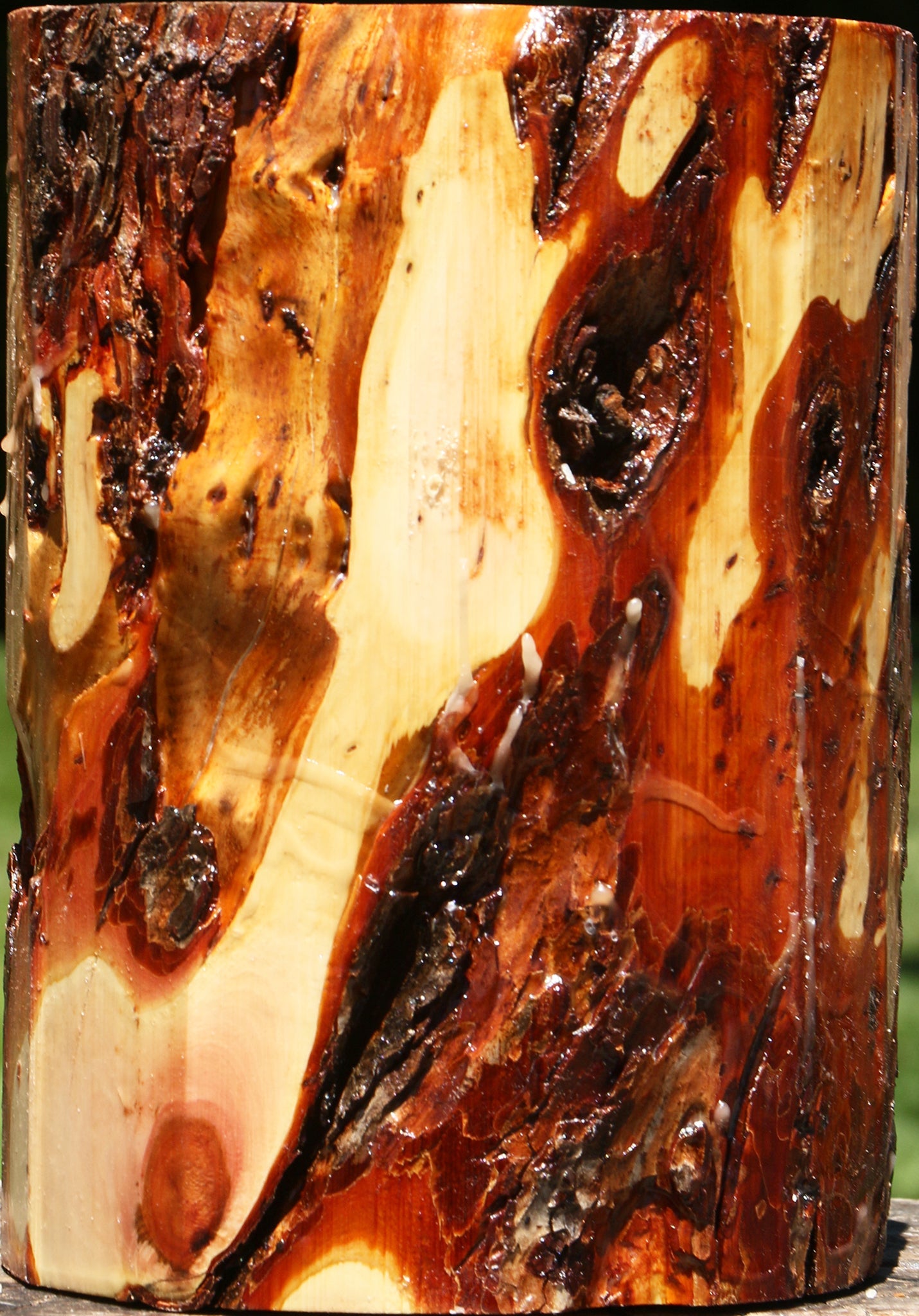 Oregon Ironwood Log