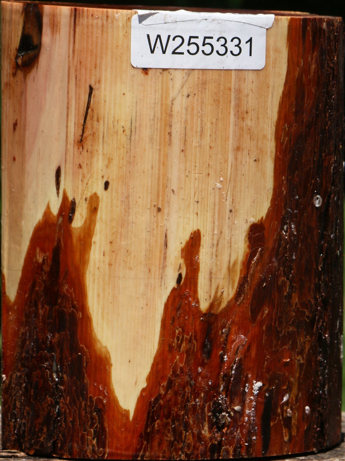 Oregon Ironwood Log
