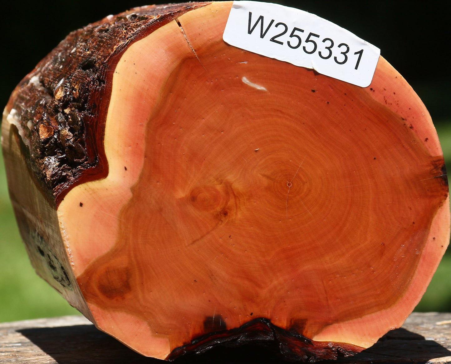Oregon Ironwood Log