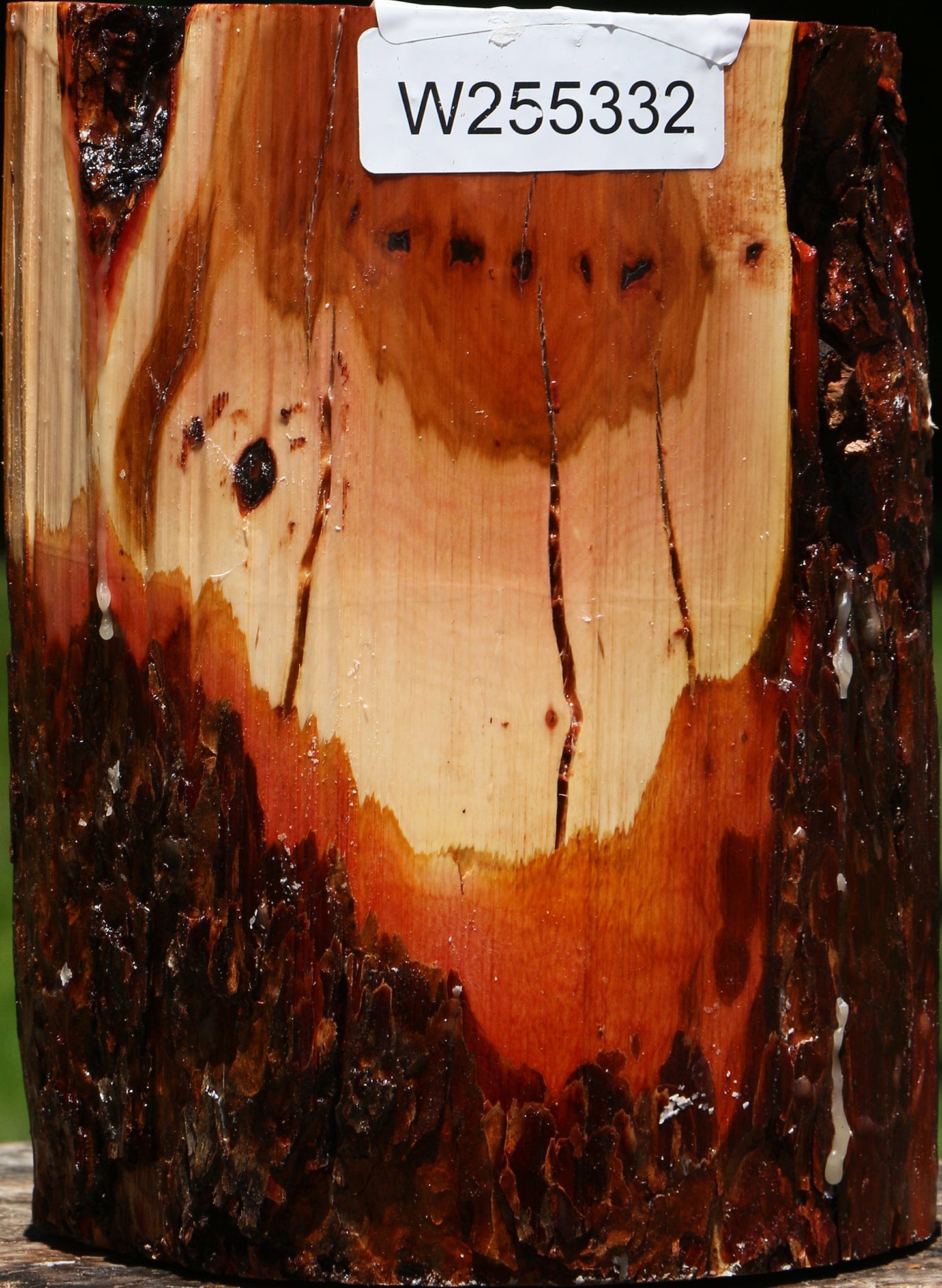 Rustic Oregon Ironwood Log