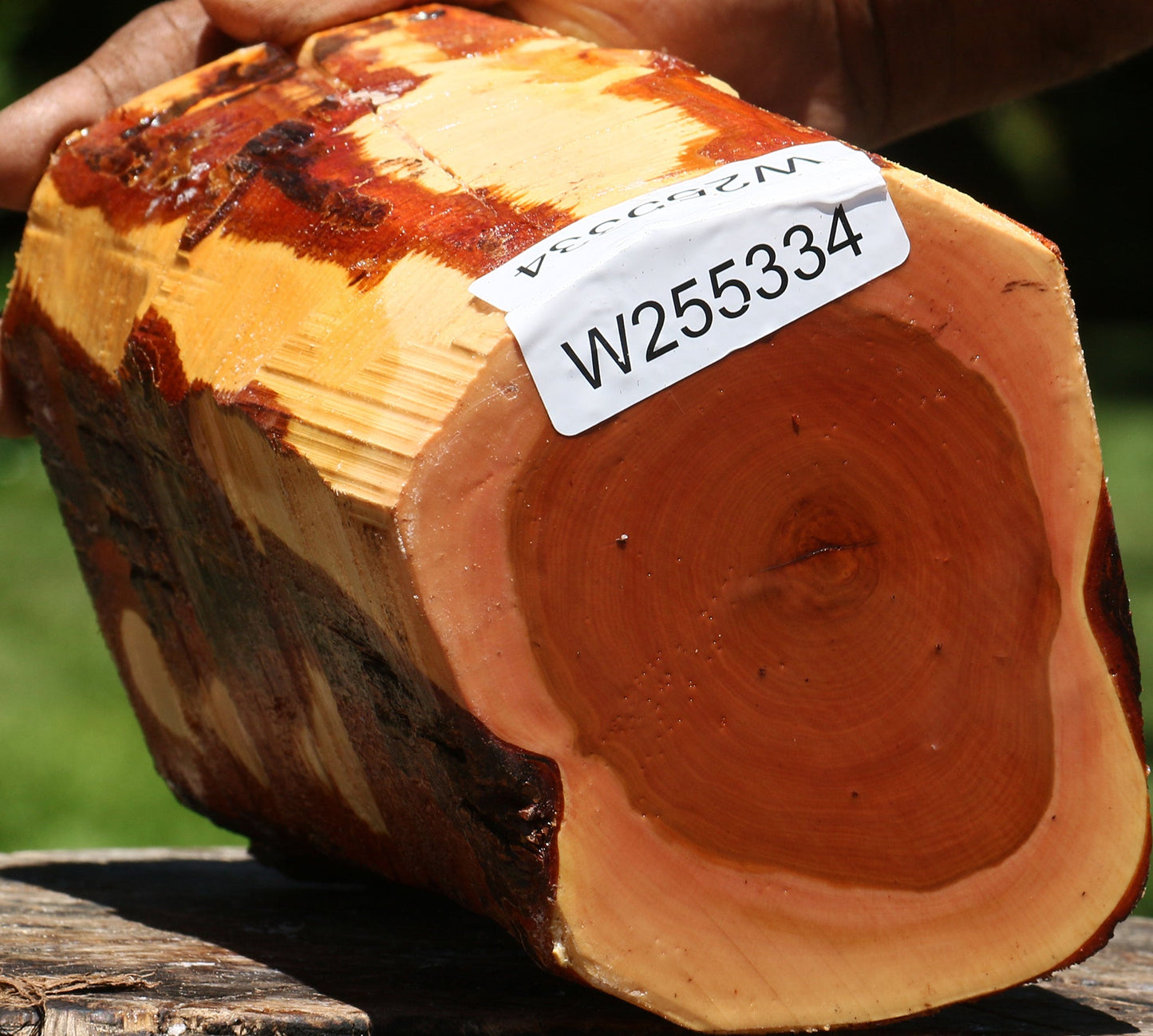 Oregon Ironwood Log