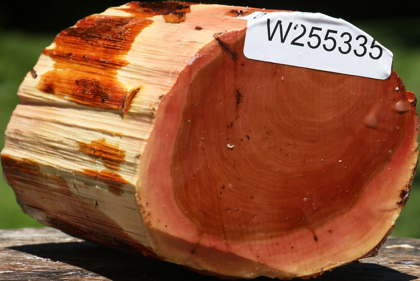 Oregon Ironwood Log