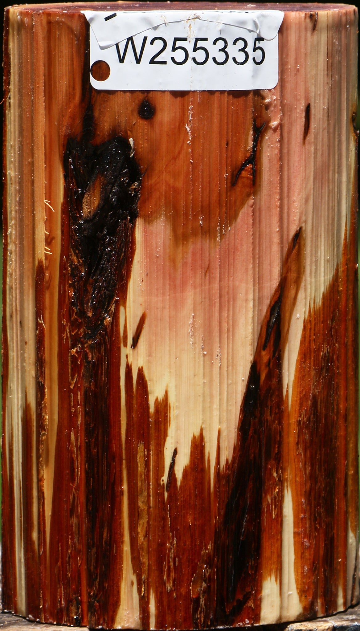 Oregon Ironwood Log