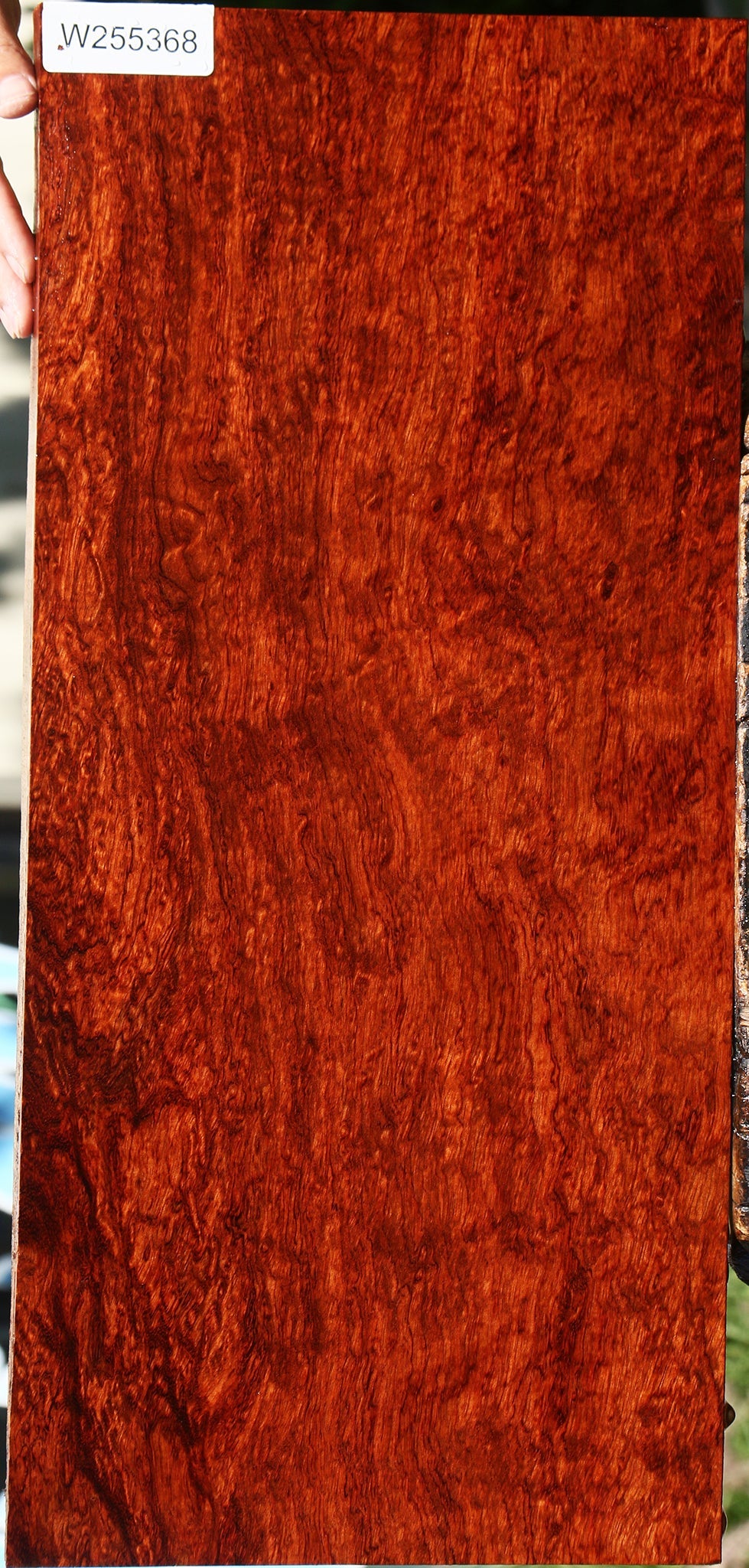 Exhibition Bubinga Electric Guitar Drop Top Billet