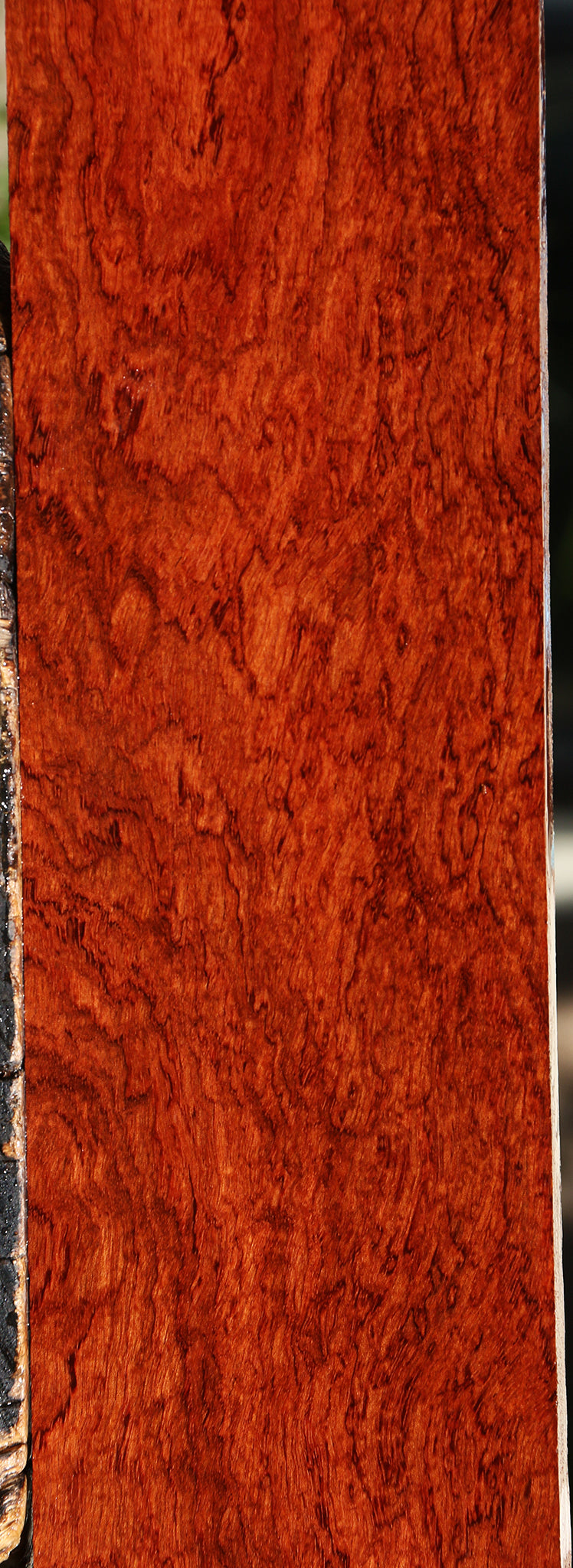 Exhibition Pomelle Bubinga Instrument Lumber