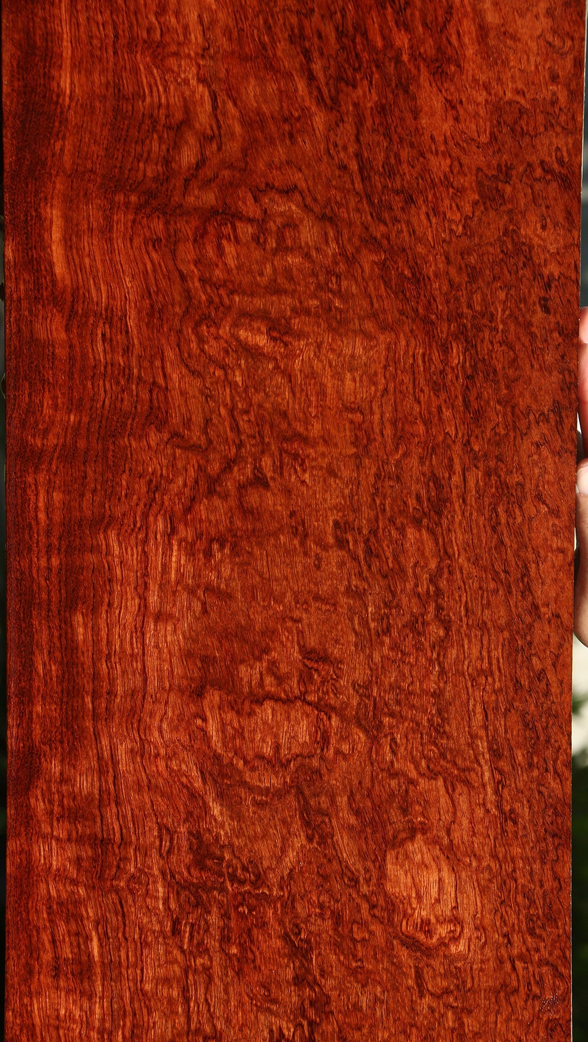 Exhibition Pomelle Bubinga Lumber