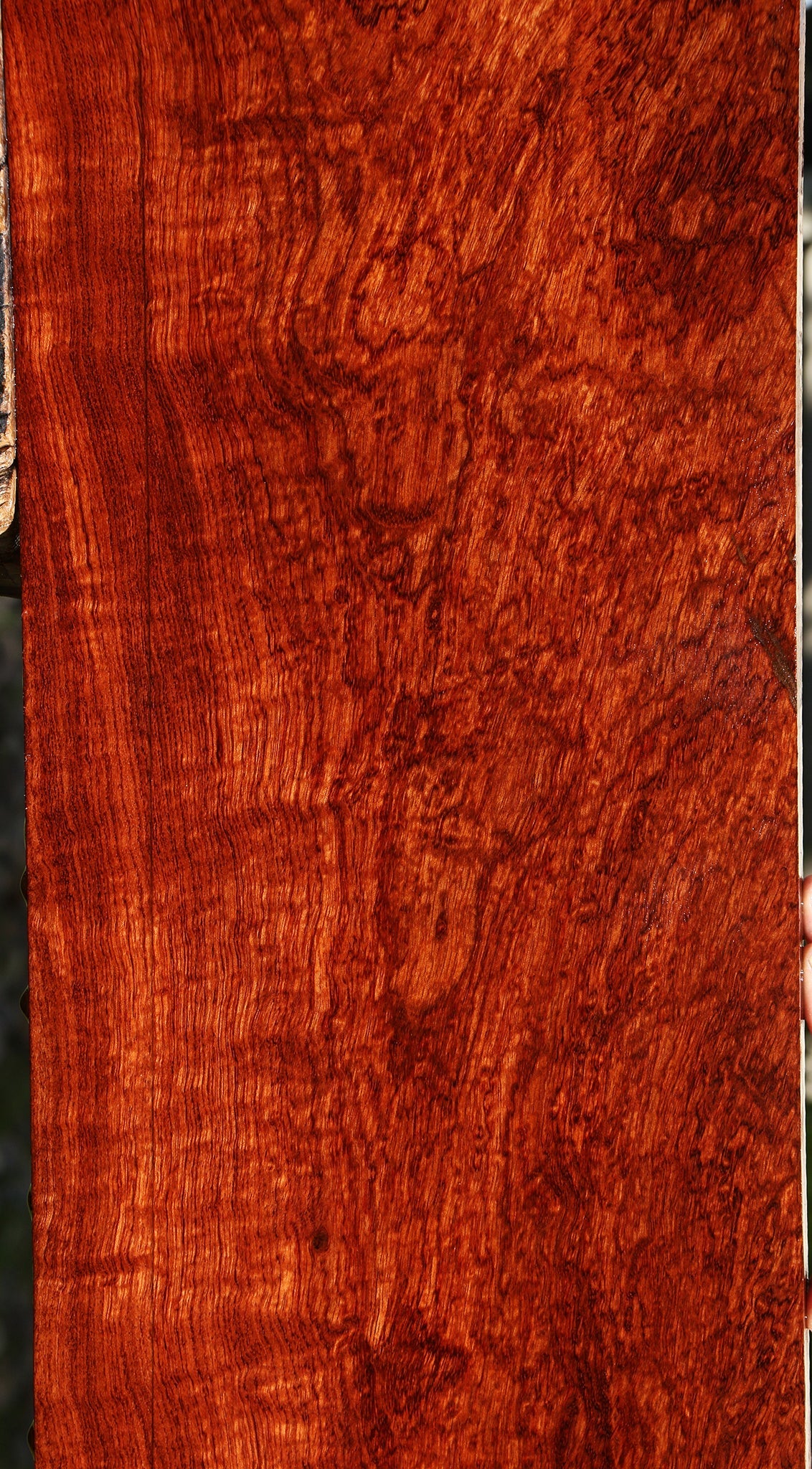 Exhibition Pomelle Bubinga Lumber