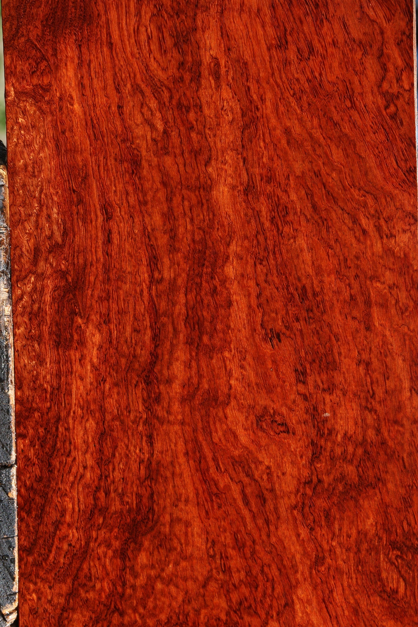 Exhibition Pomelle Bubinga Instrument Lumber