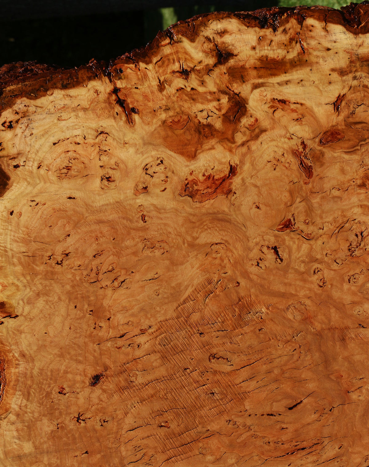 Eucalyptus Burl Cookie