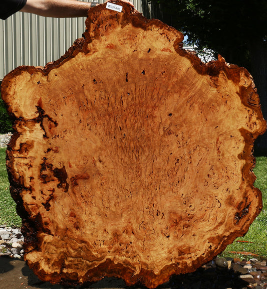 Eucalyptus Burl Cookie