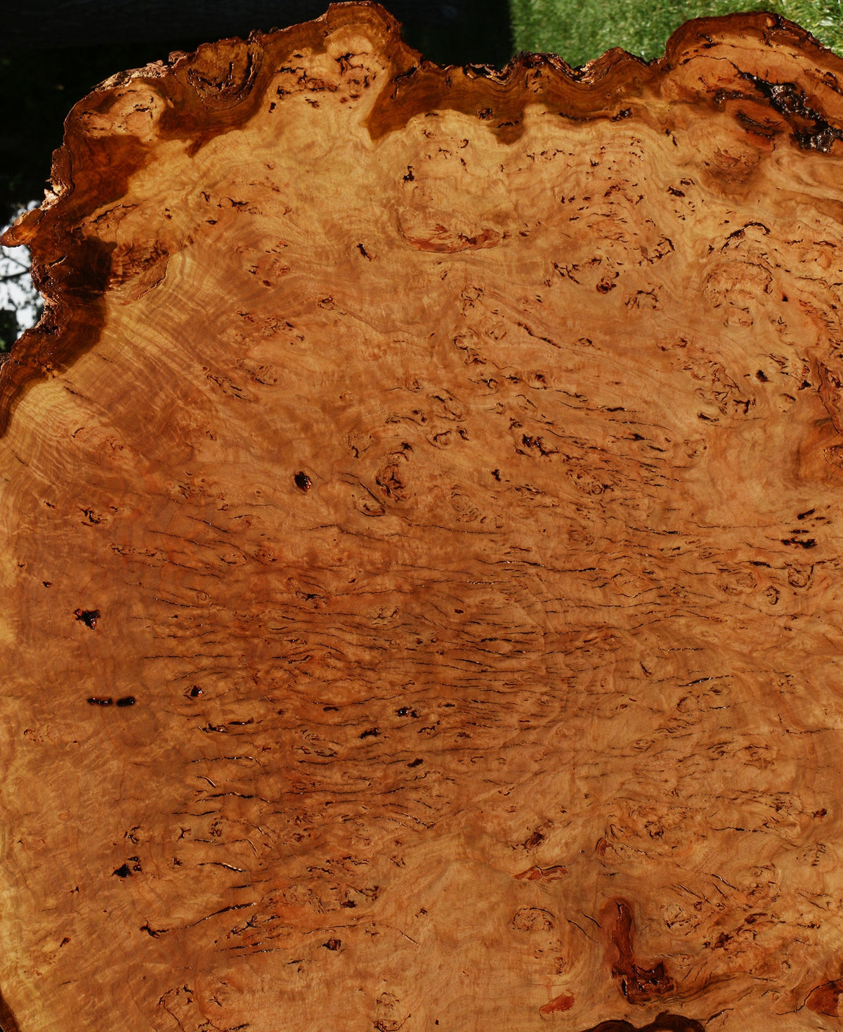 Eucalyptus Burl Cookie