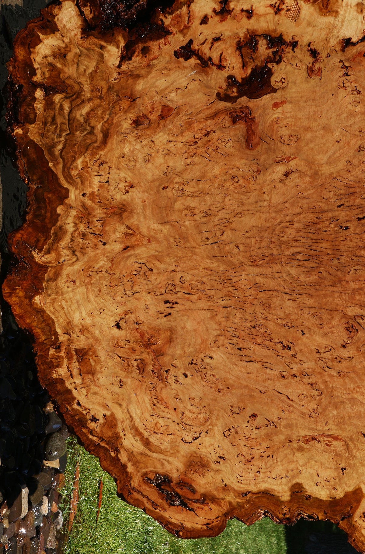 Eucalyptus Burl Cookie
