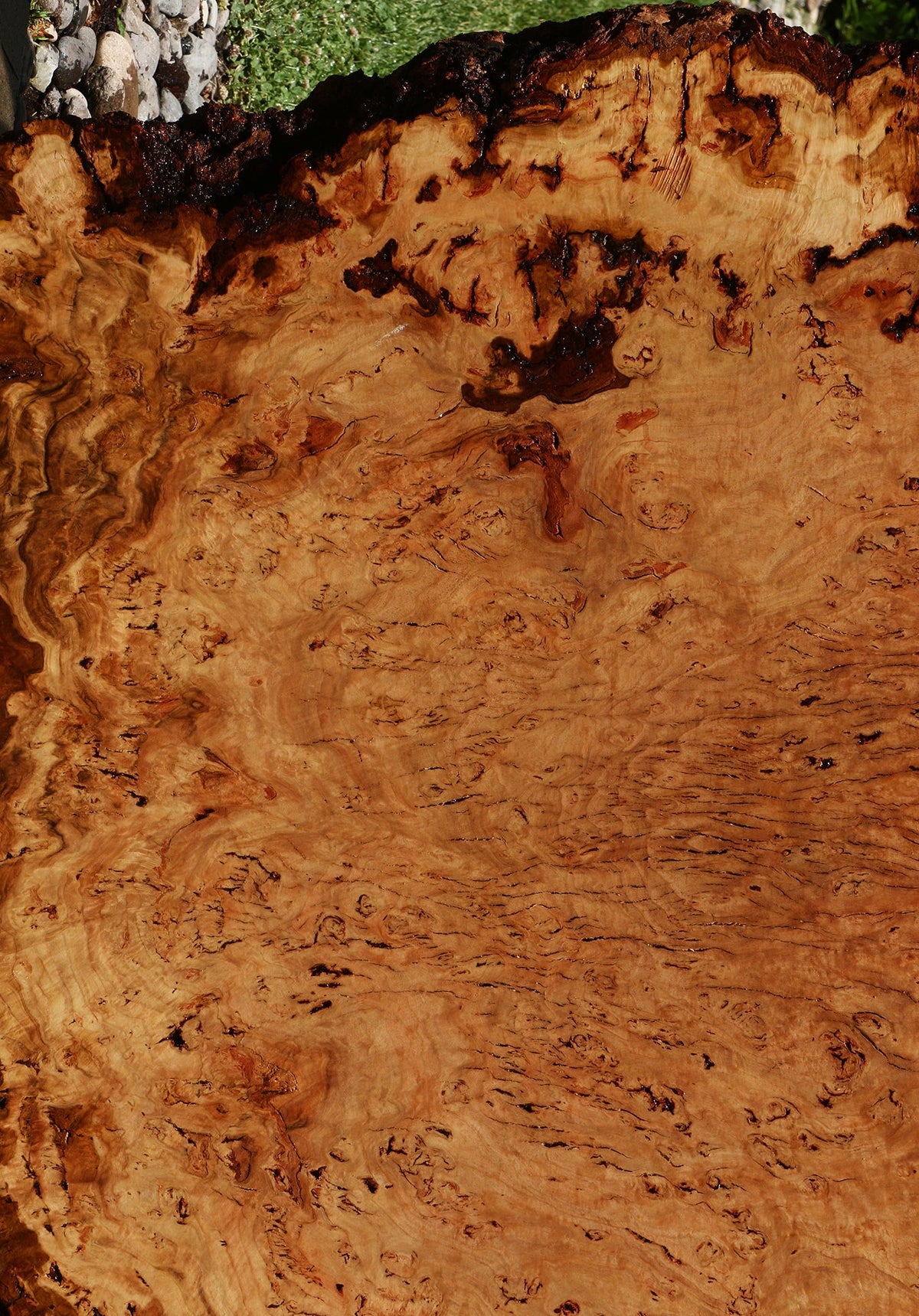 Eucalyptus Burl Cookie