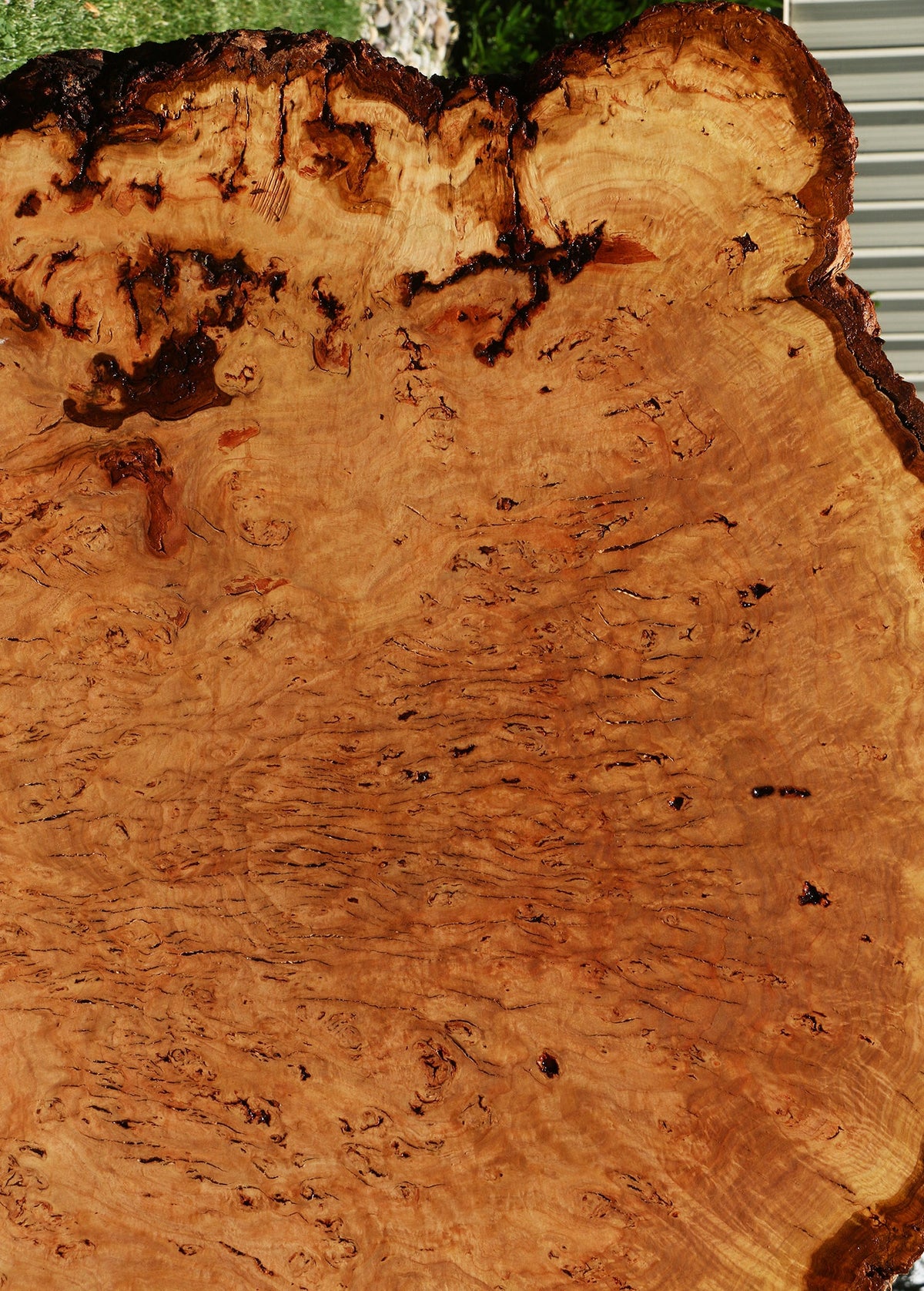 Eucalyptus Burl Cookie