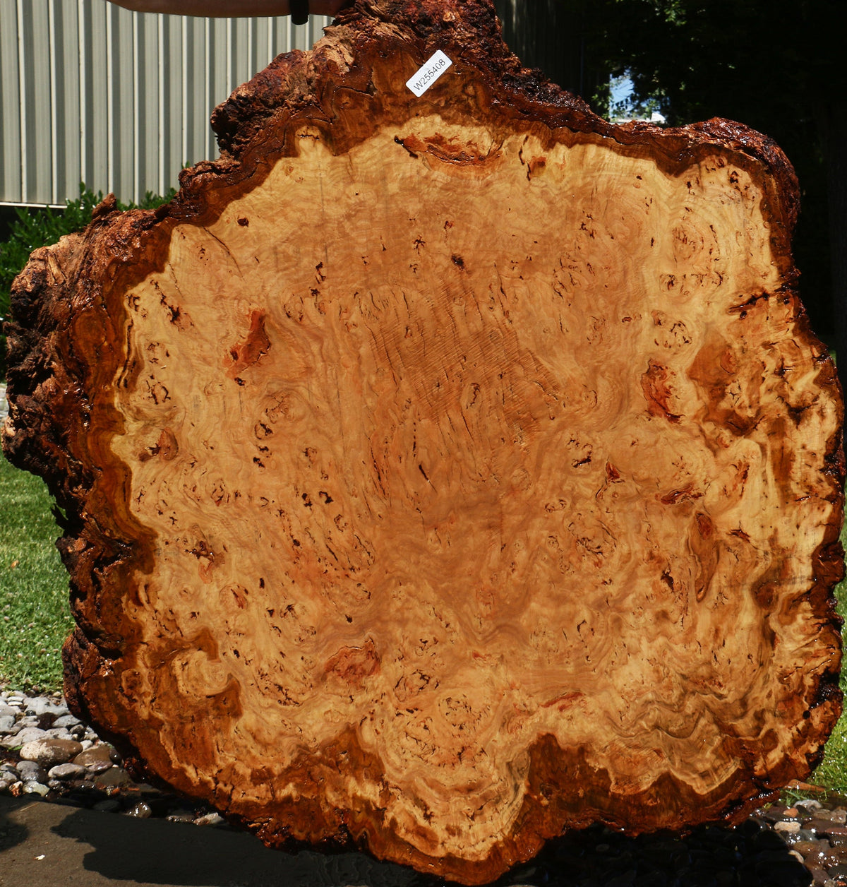 Eucalyptus Burl Cookie