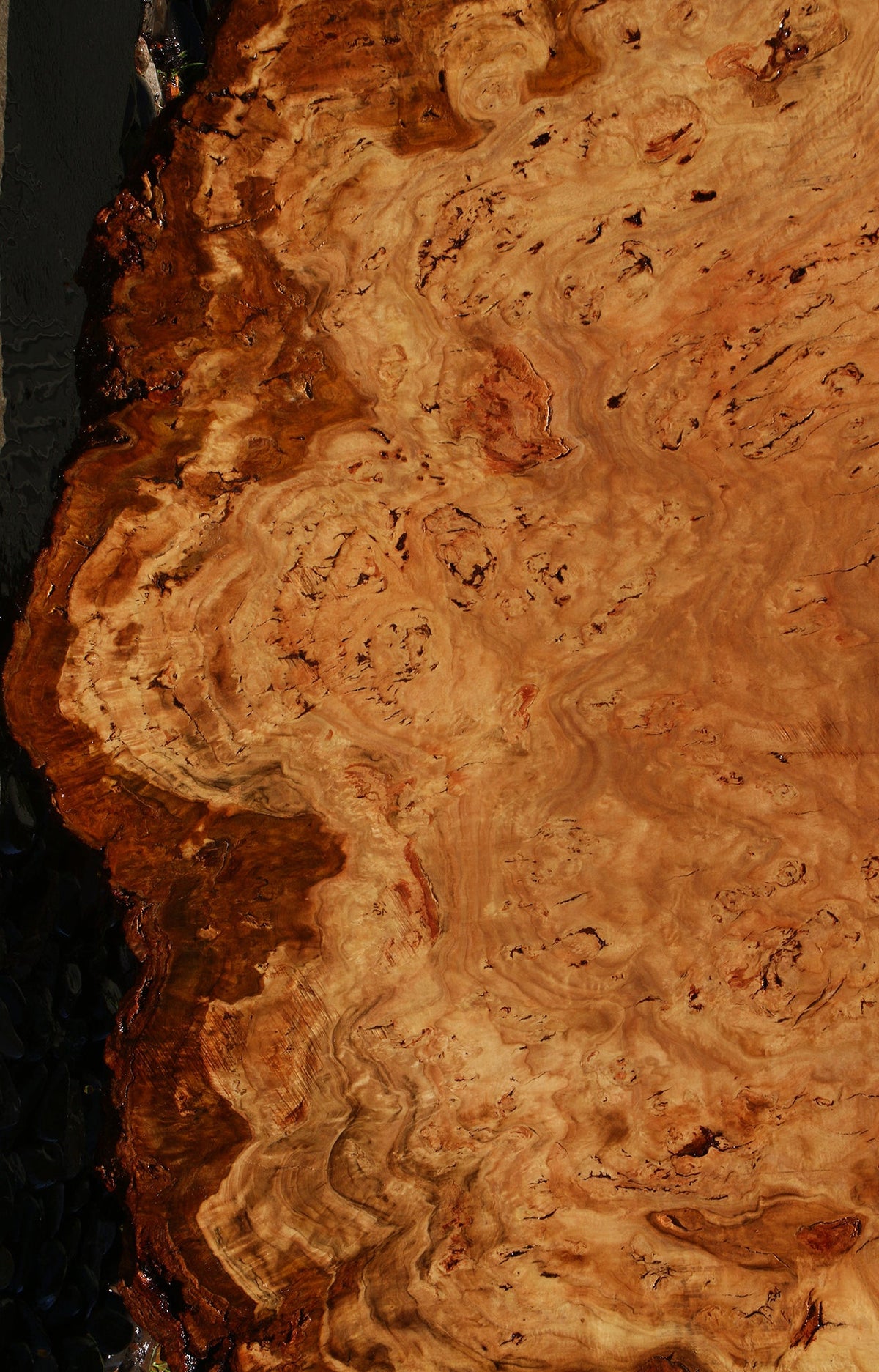Eucalyptus Burl Cookie