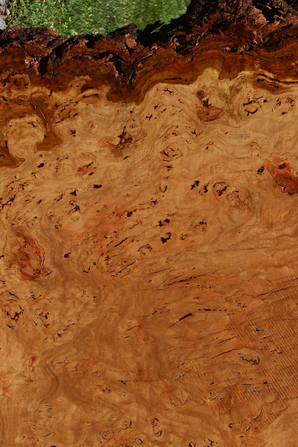 Eucalyptus Burl Cookie