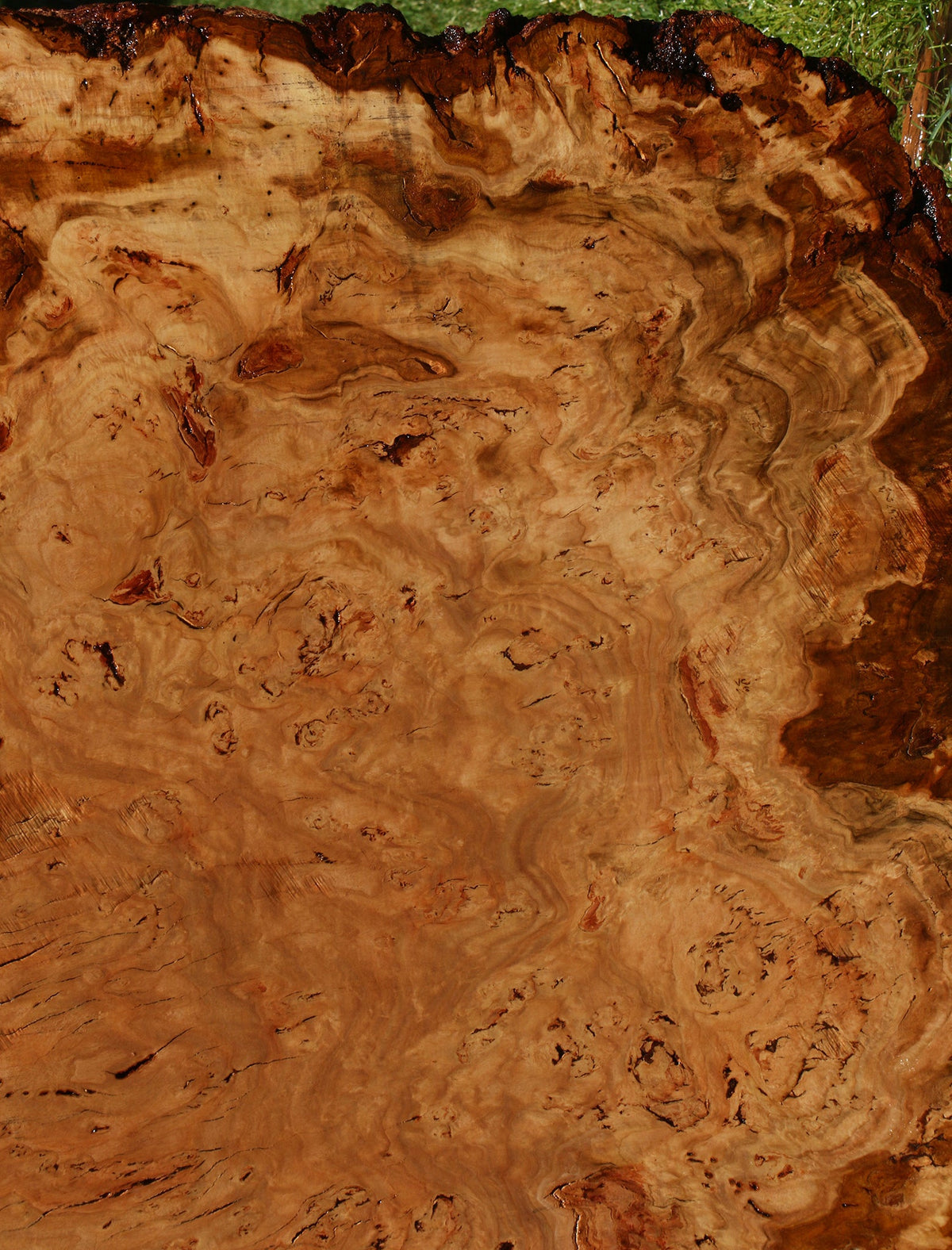 Eucalyptus Burl Cookie