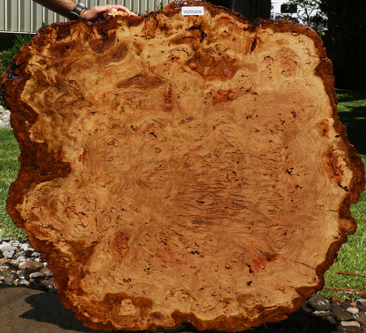 Eucalyptus Burl Cookie
