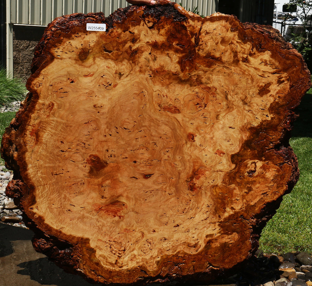 Eucalyptus Burl Cookie