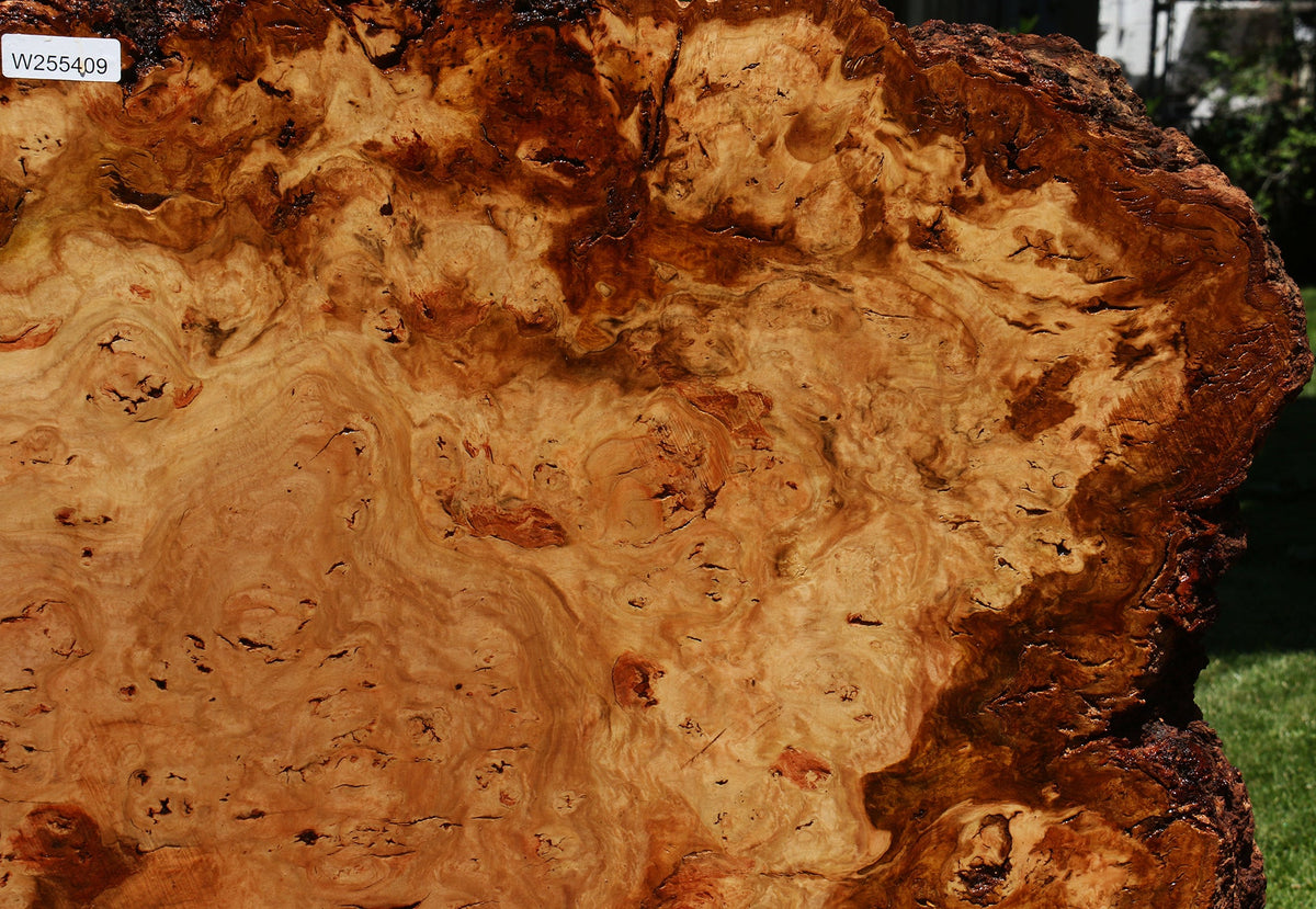 Eucalyptus Burl Cookie