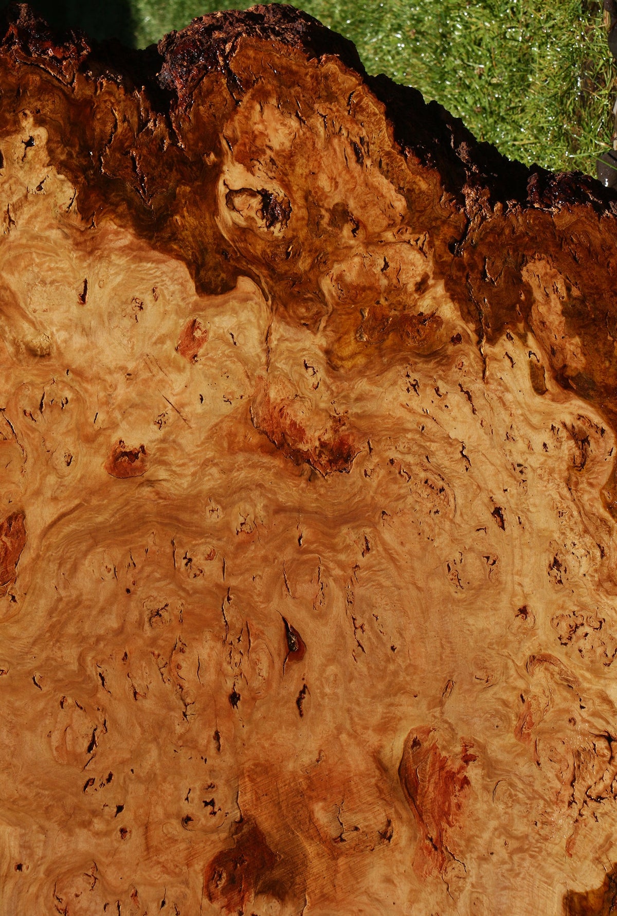 Eucalyptus Burl Cookie