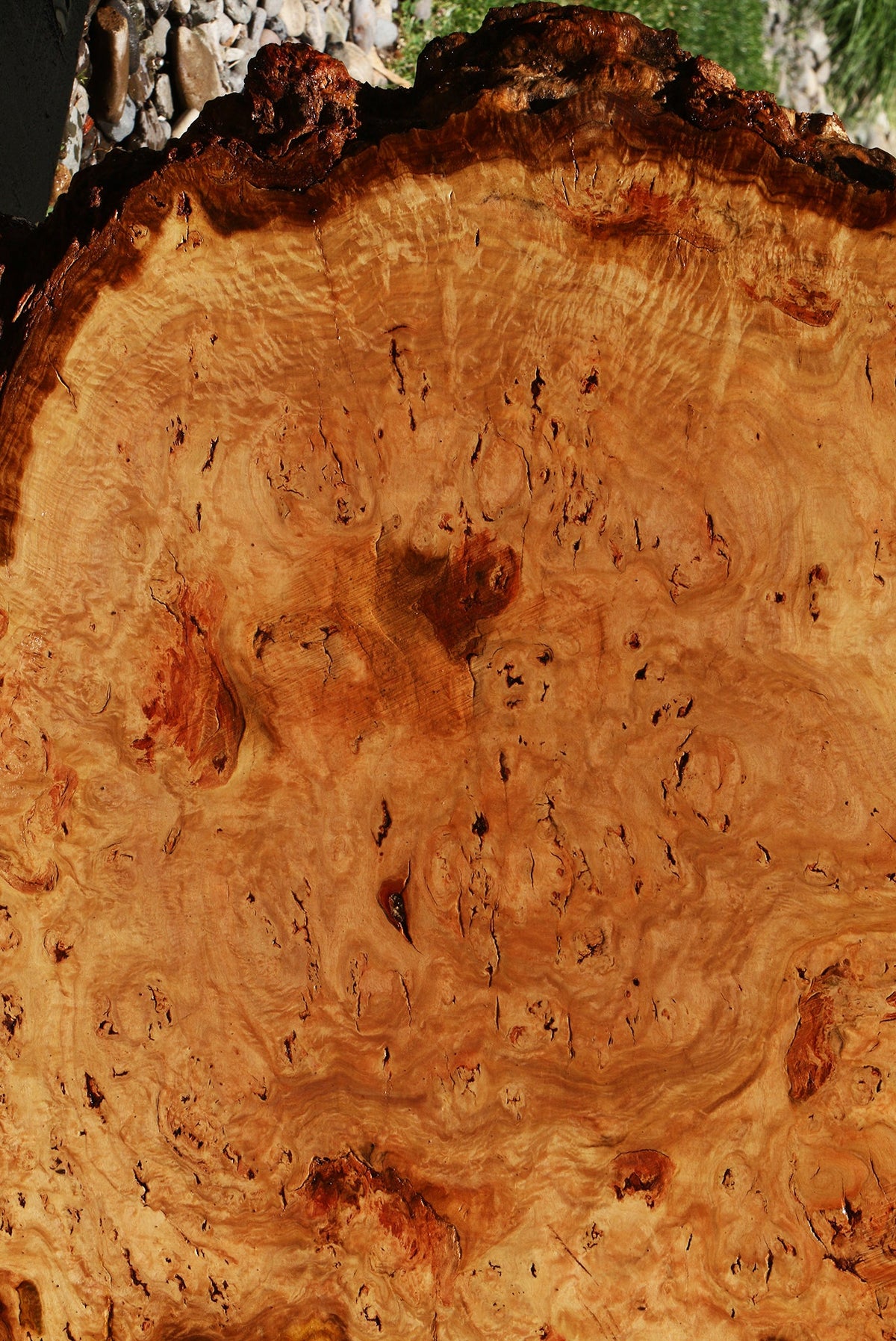 Eucalyptus Burl Cookie