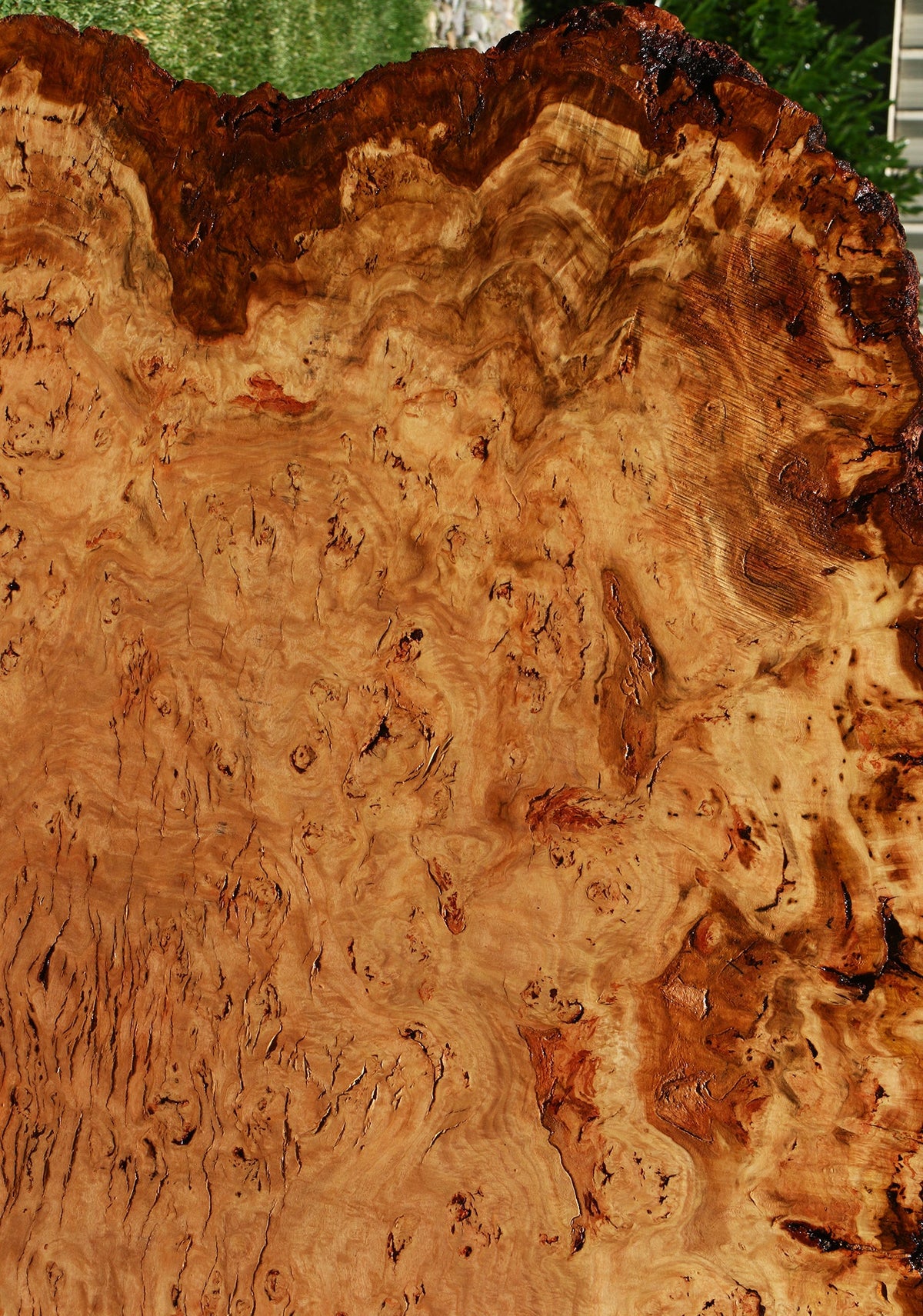 Eucalyptus Burl Cookie