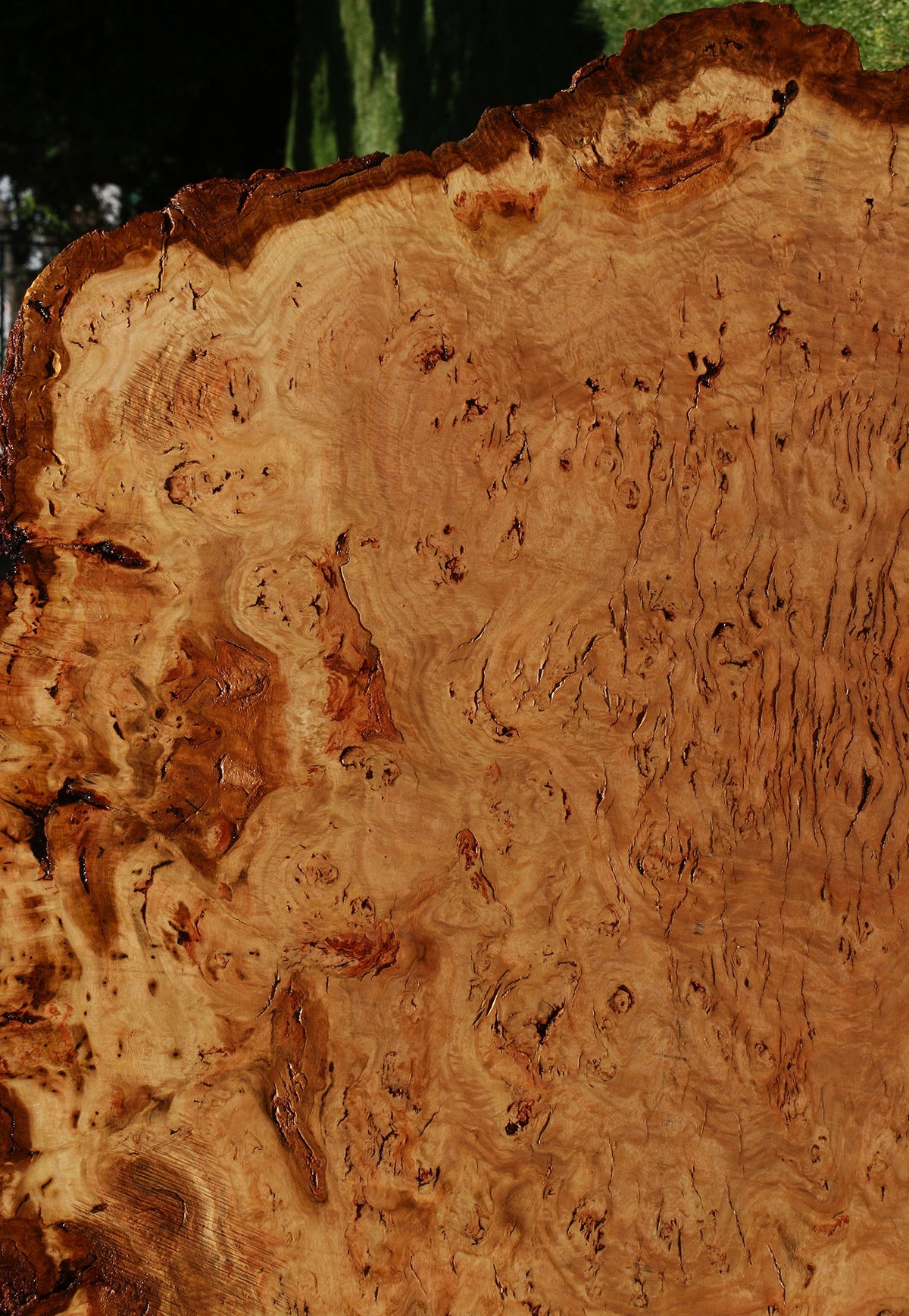 Eucalyptus Burl Cookie