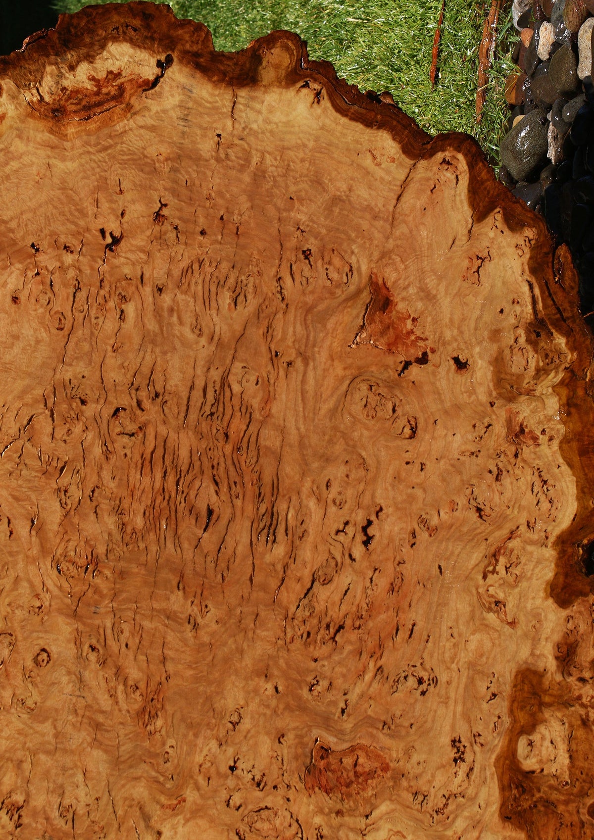 Eucalyptus Burl Cookie