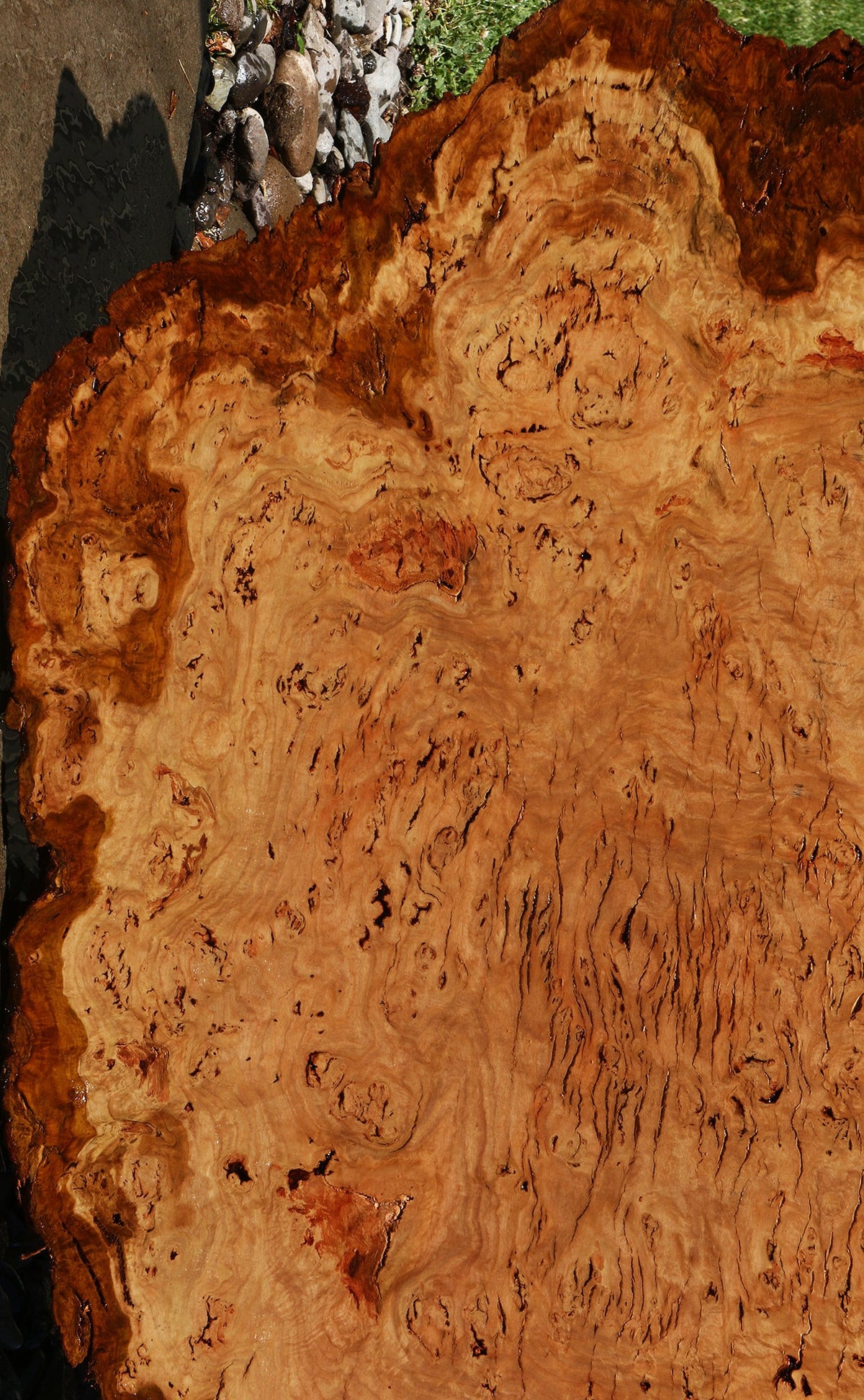 Eucalyptus Burl Cookie