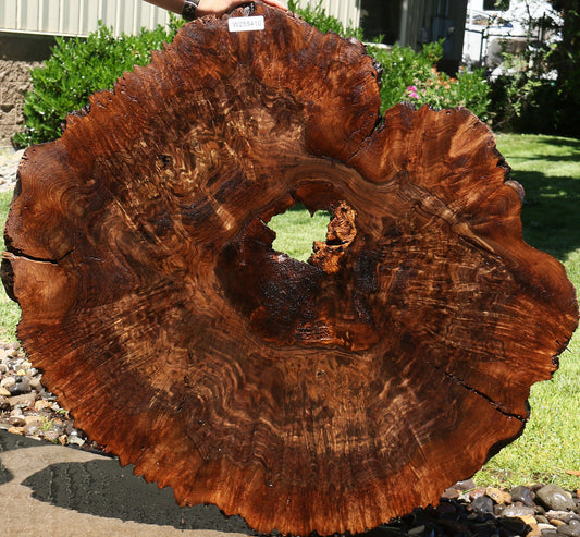Claro Walnut Burl Cookie