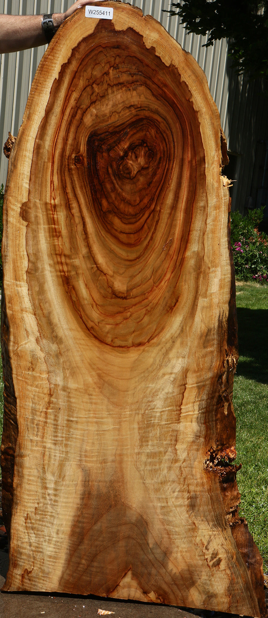 Camphor Live Edge Slab