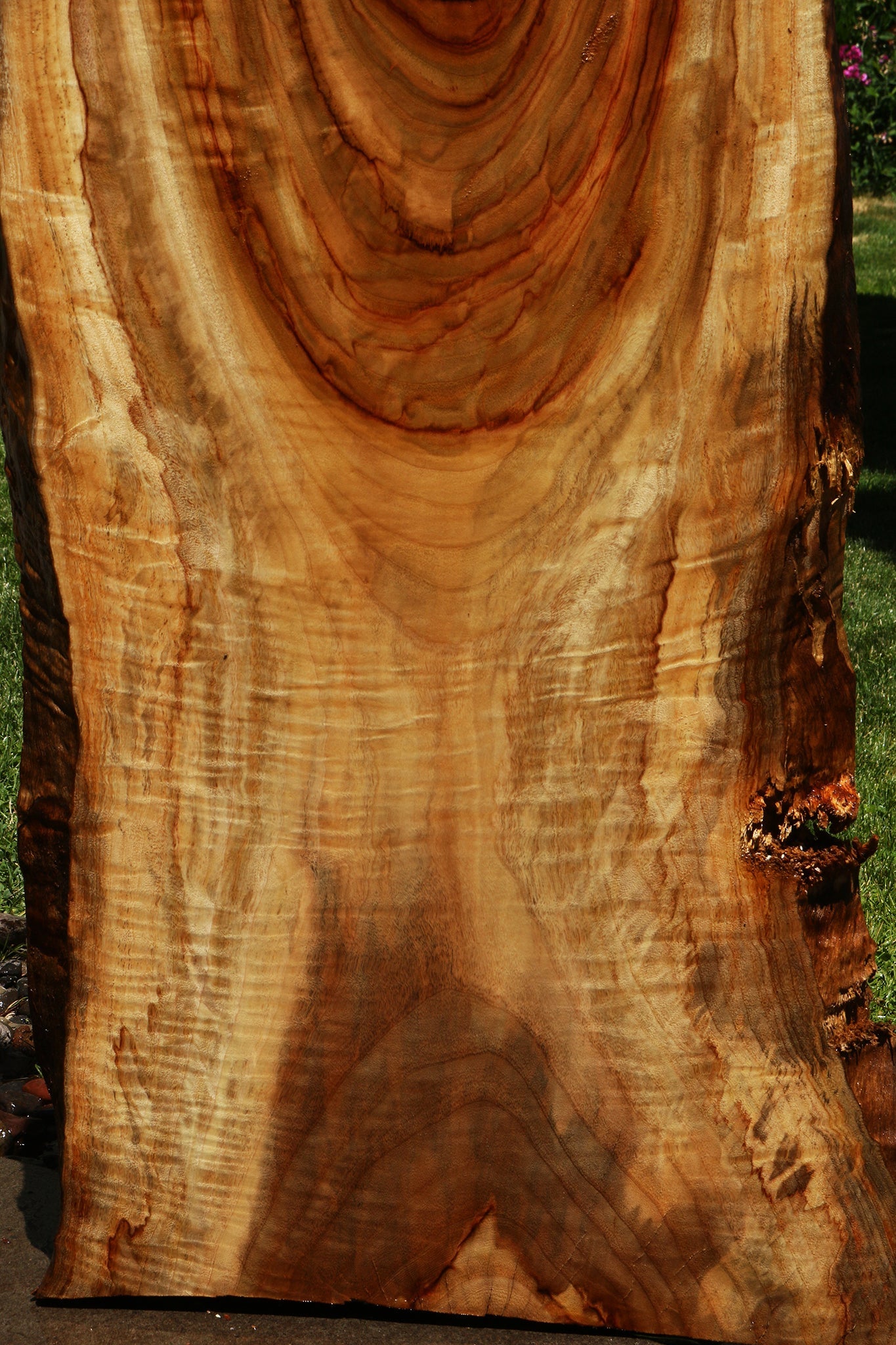Camphor Live Edge Slab
