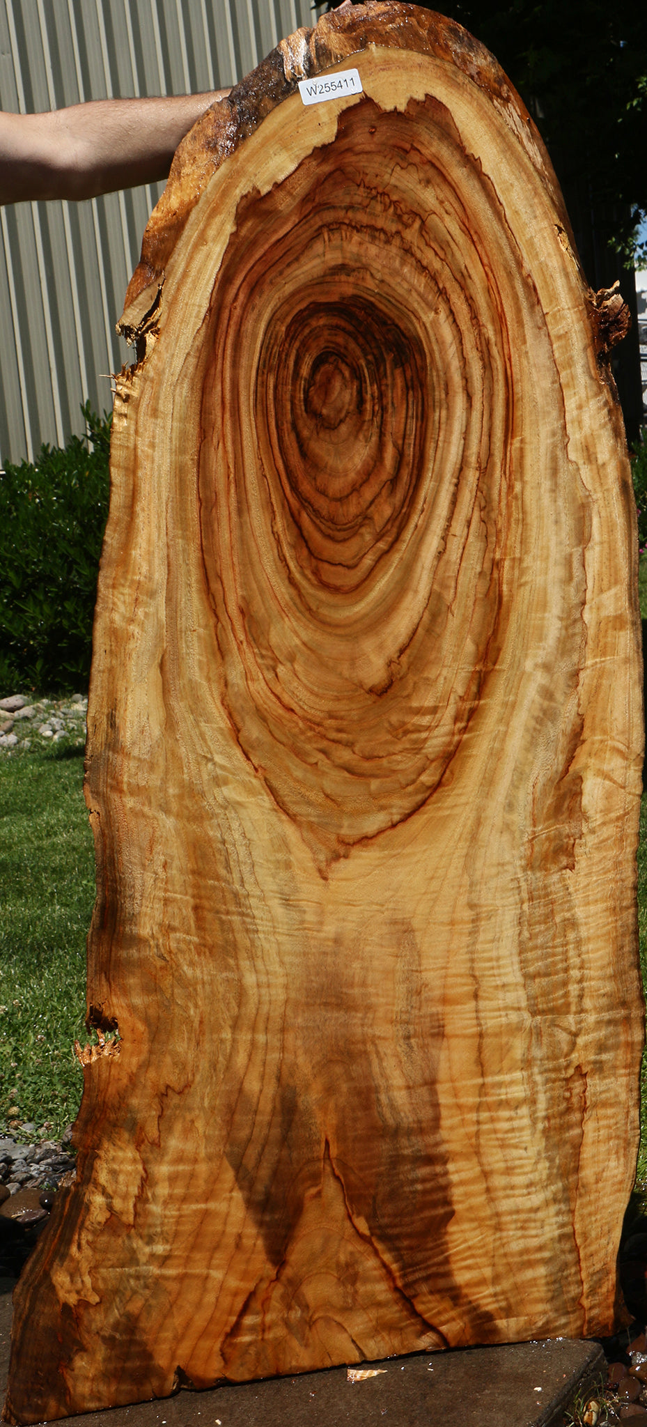 Camphor Live Edge Slab