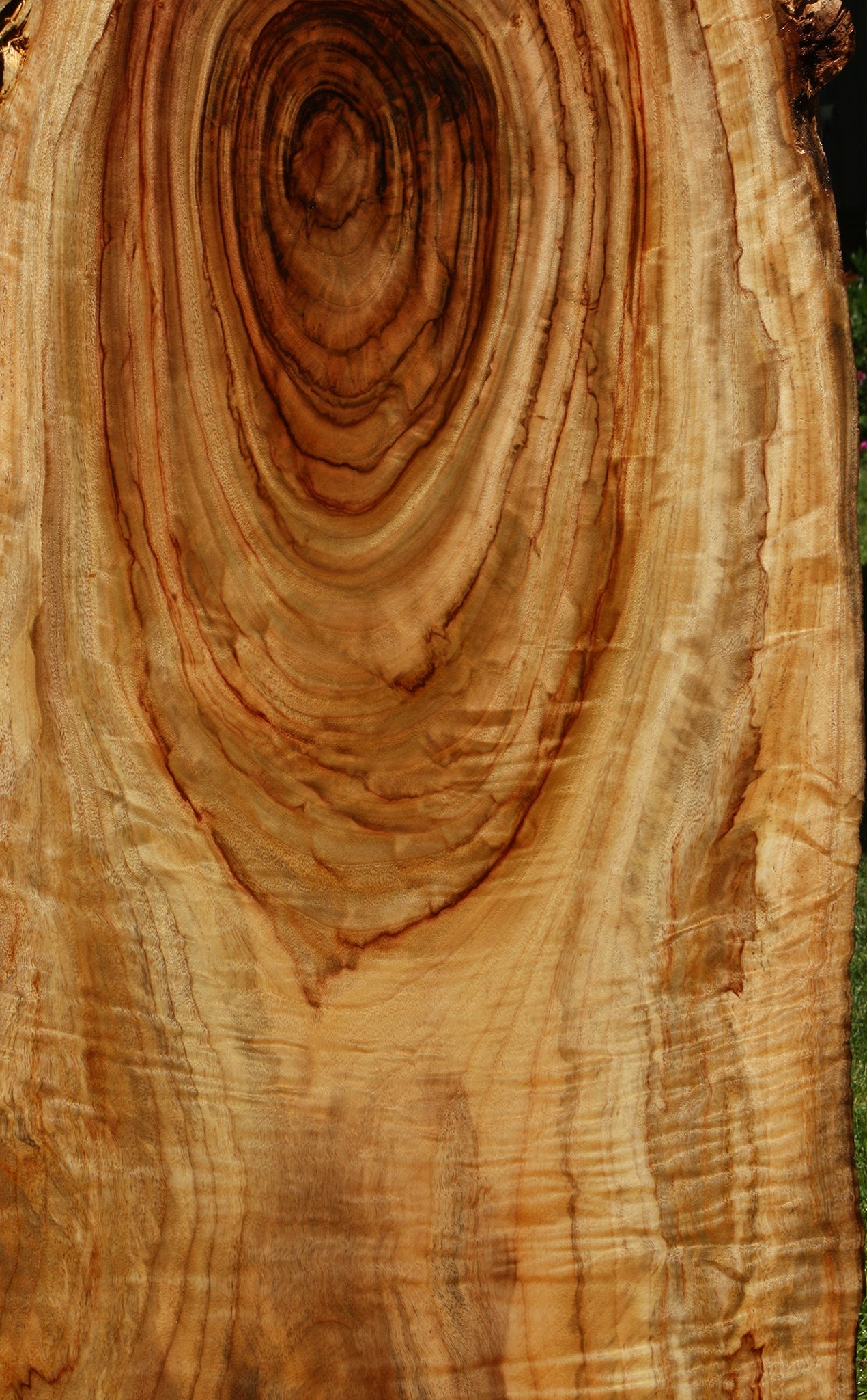 Camphor Live Edge Slab