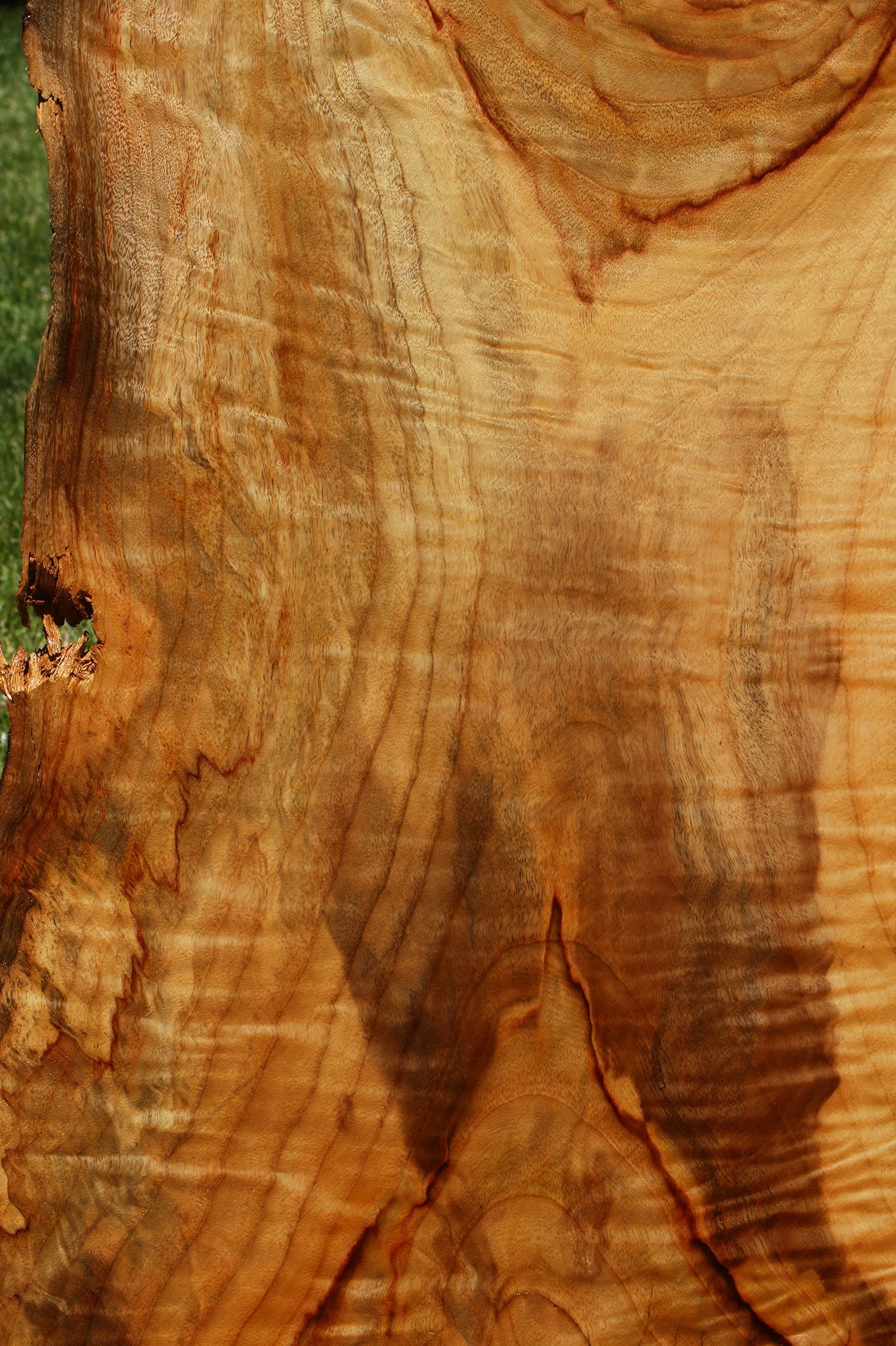 Camphor Live Edge Slab