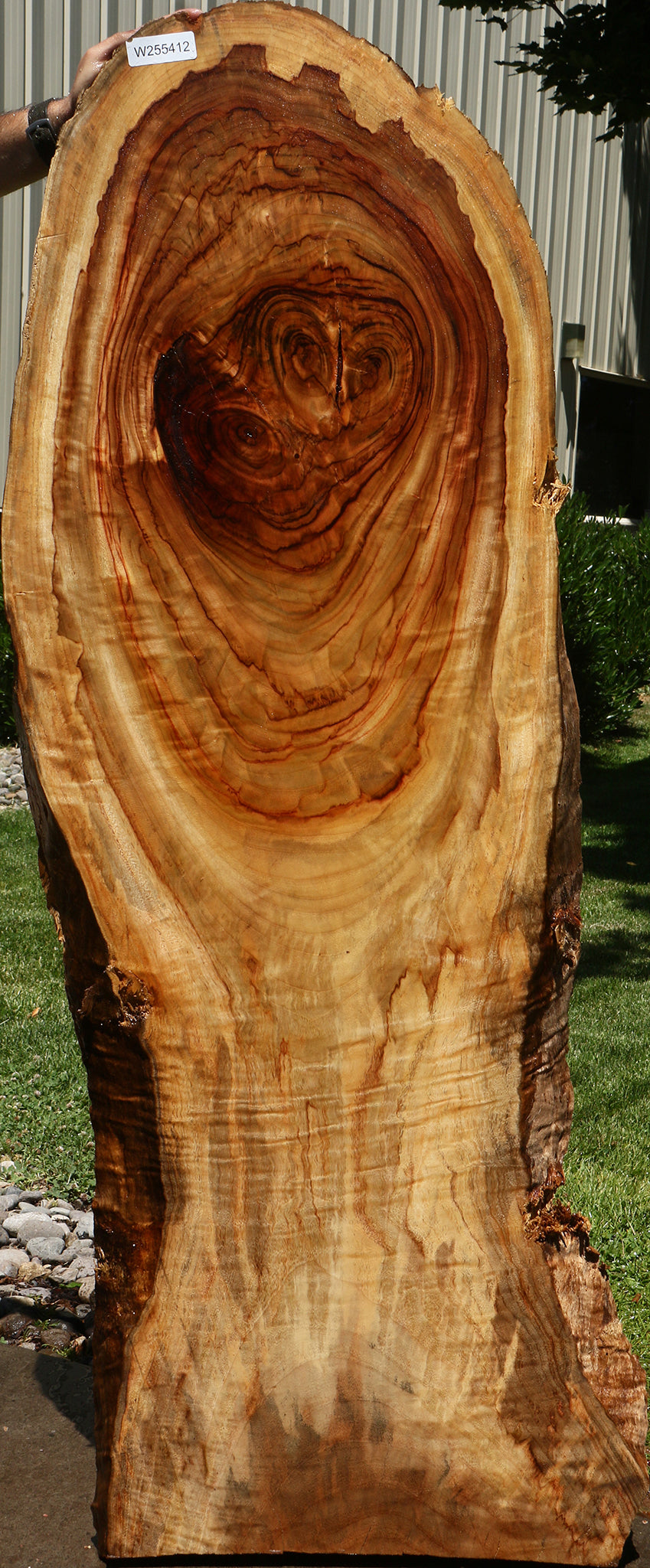 Camphor Live Edge Slab