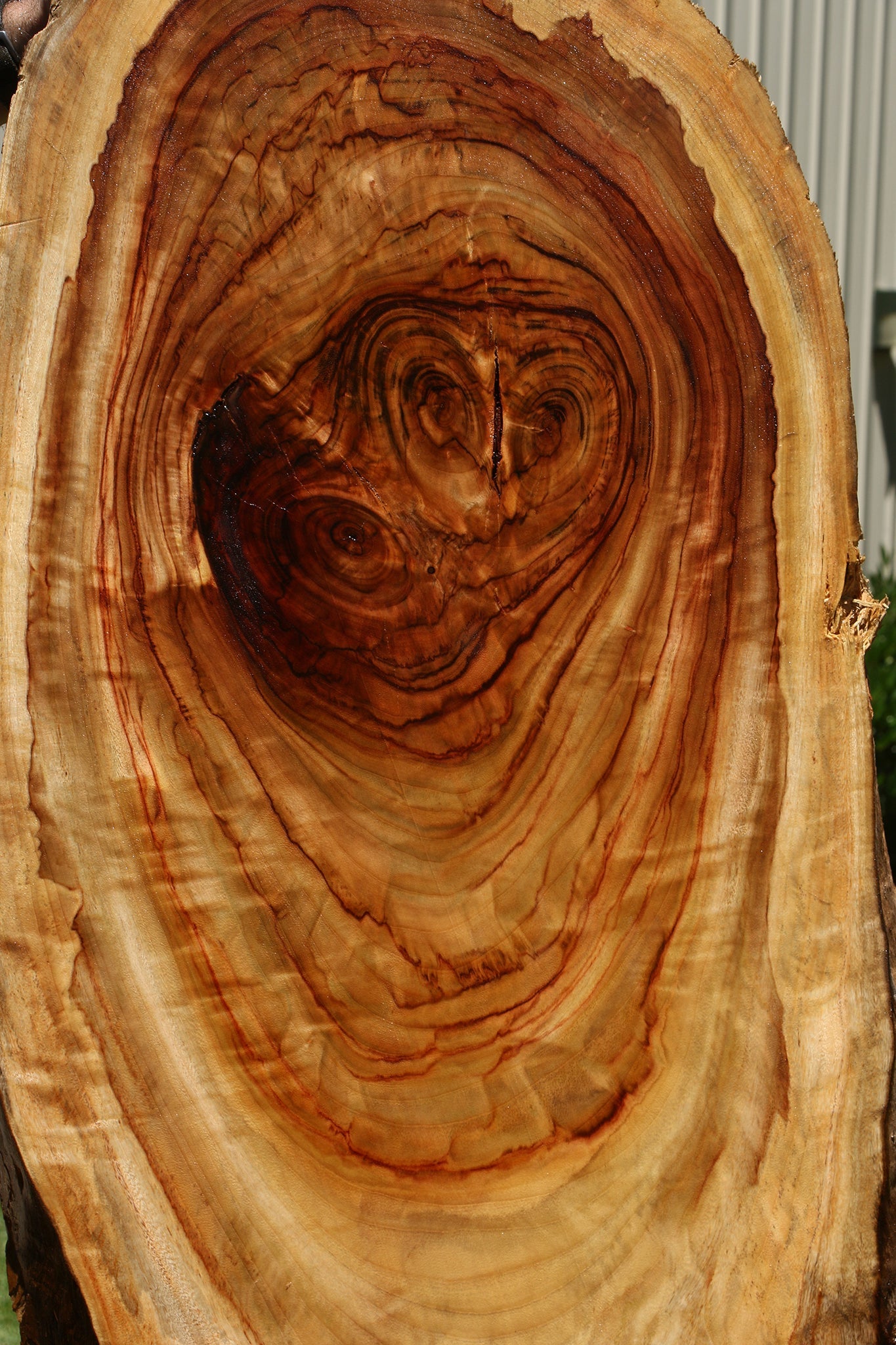 Camphor Live Edge Slab