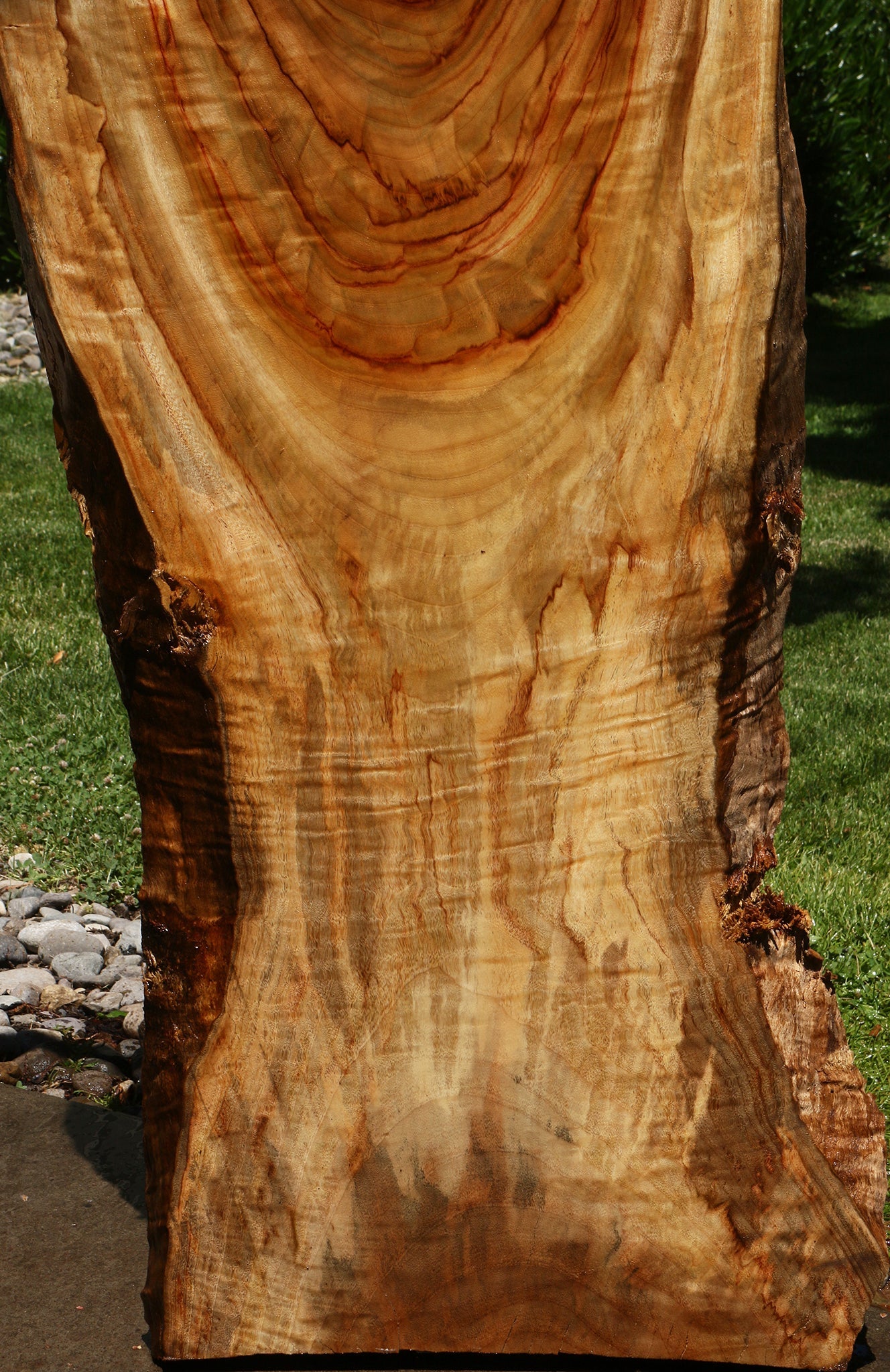 Camphor Live Edge Slab