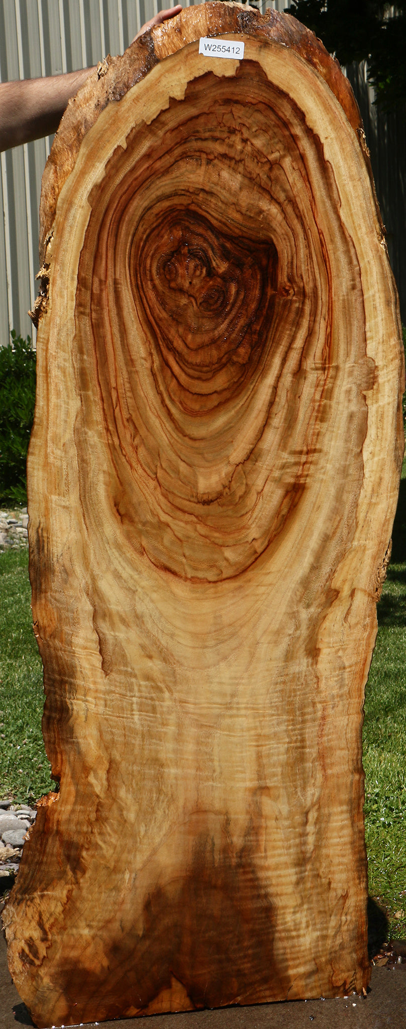Camphor Live Edge Slab