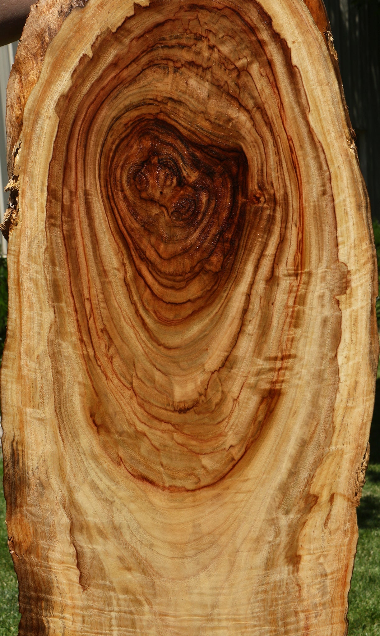 Camphor Live Edge Slab