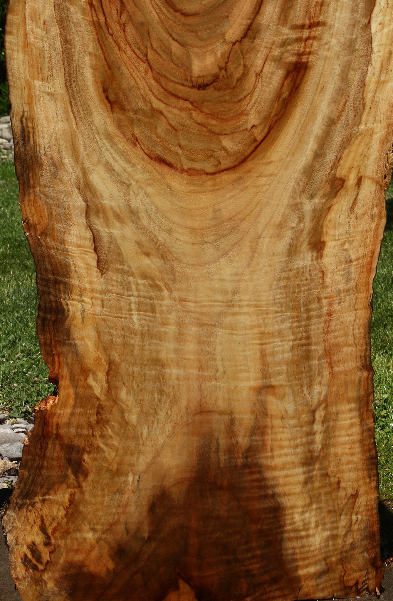 Camphor Live Edge Slab
