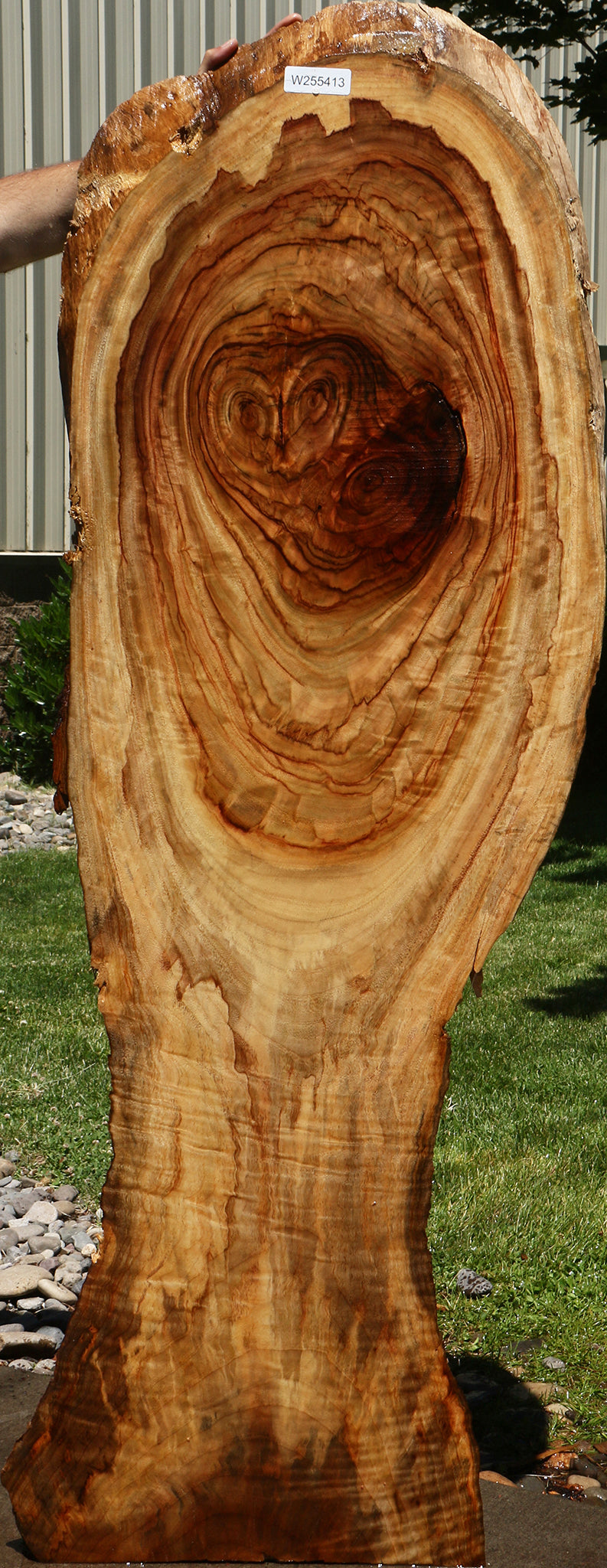 Camphor Live Edge Slab