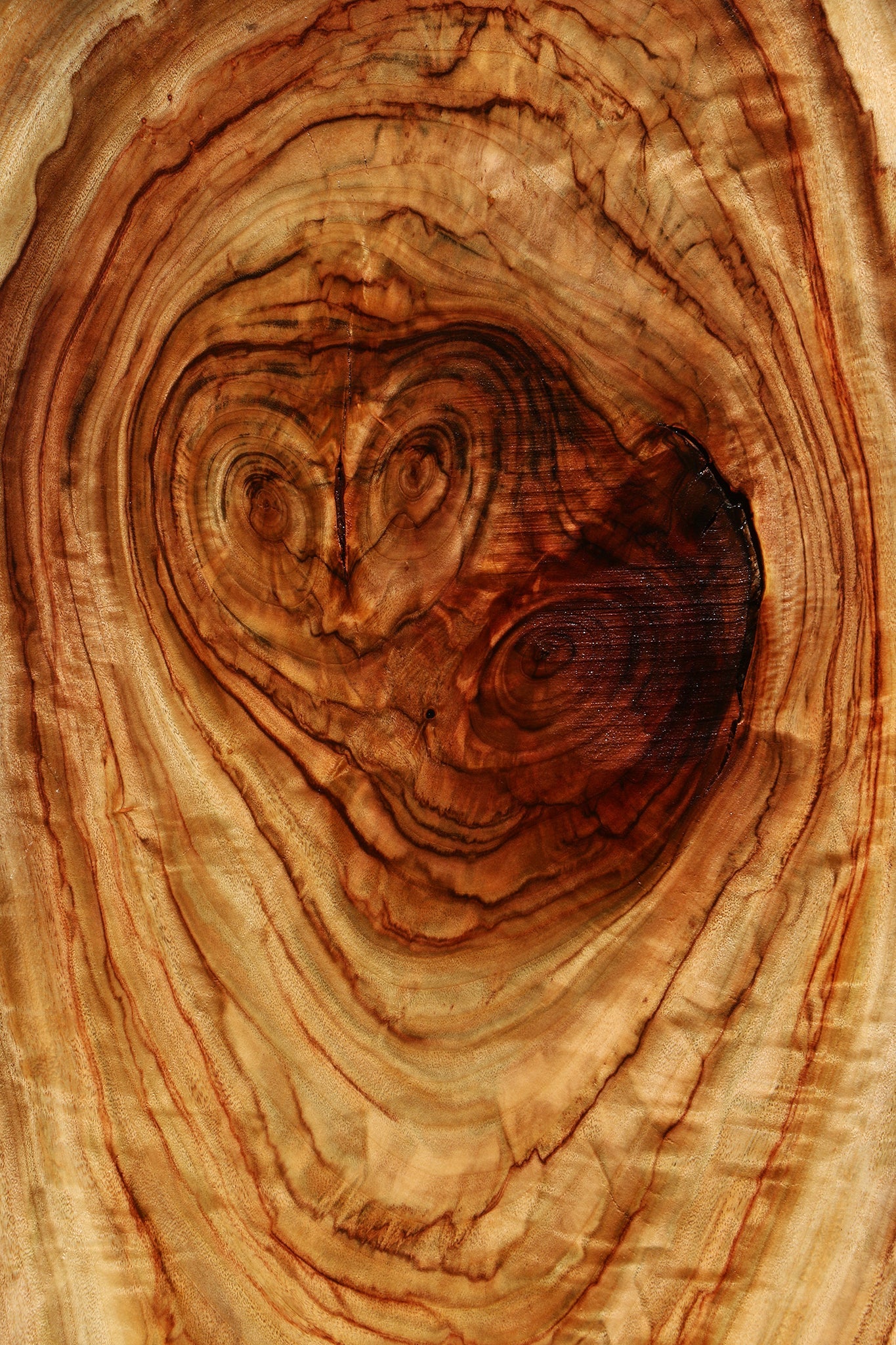 Camphor Live Edge Slab